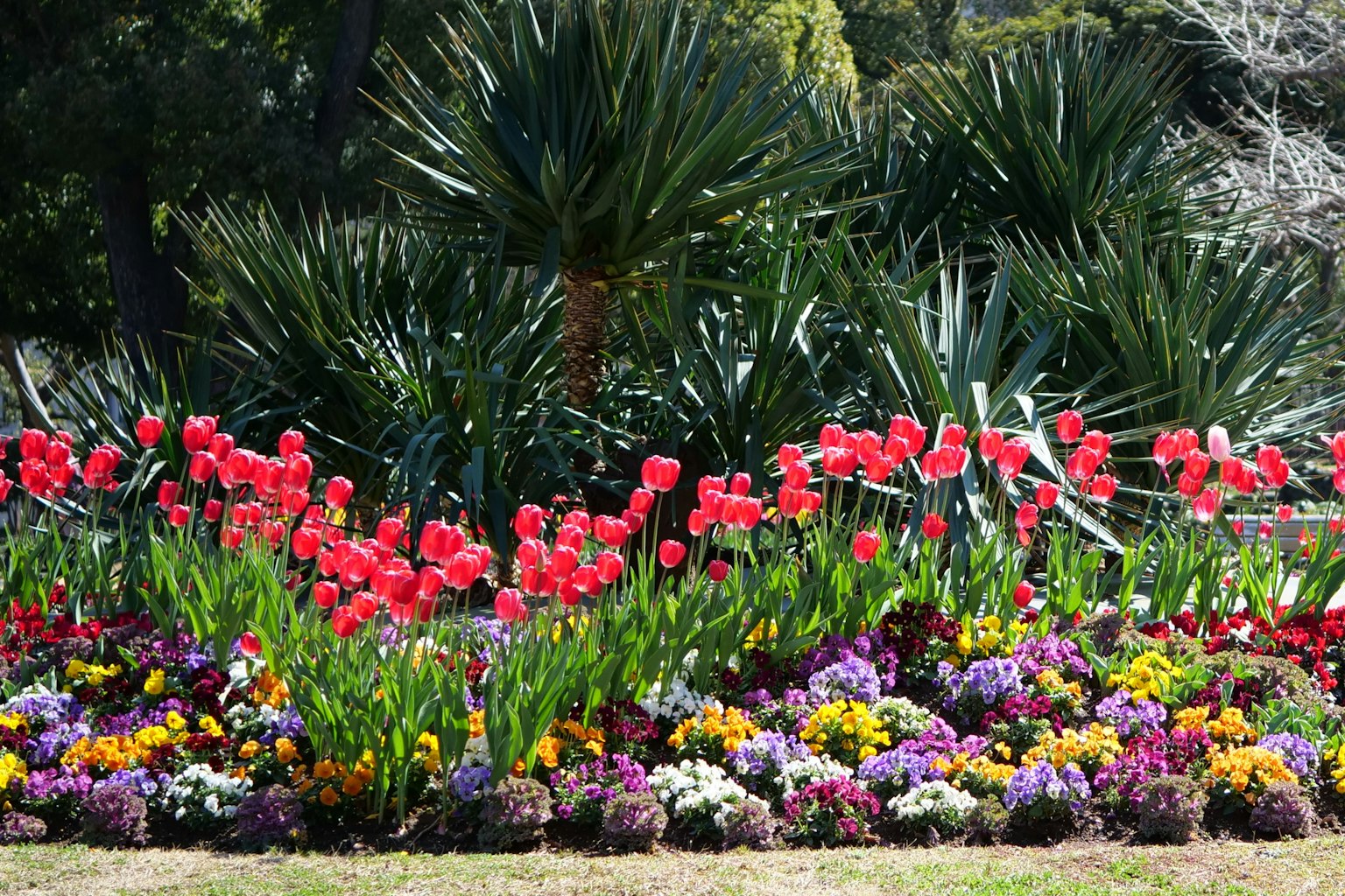 Taman yang cerah dengan tulip merah dikelilingi oleh bunga berwarna-warni