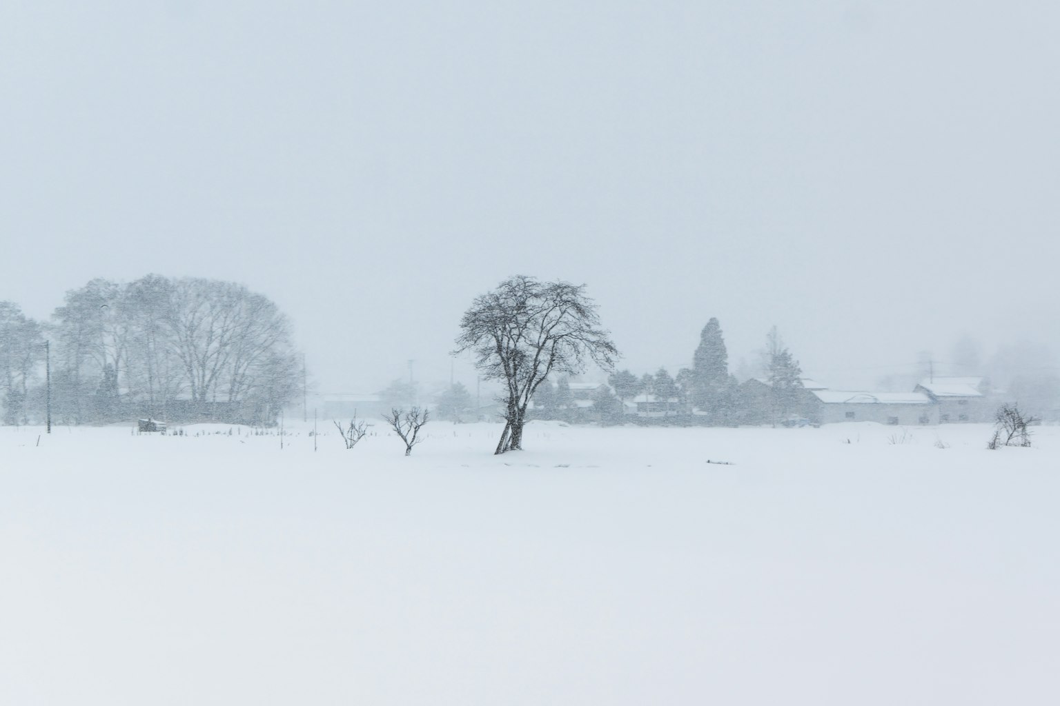 被雪覆盖的风景和孤独的树
