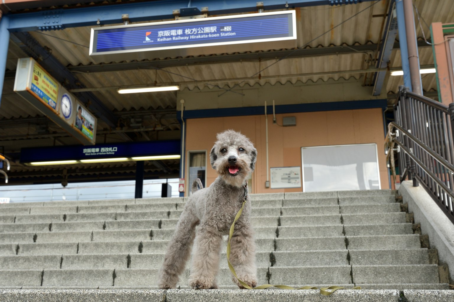 Un chien se tenant sur les escaliers d'une gare