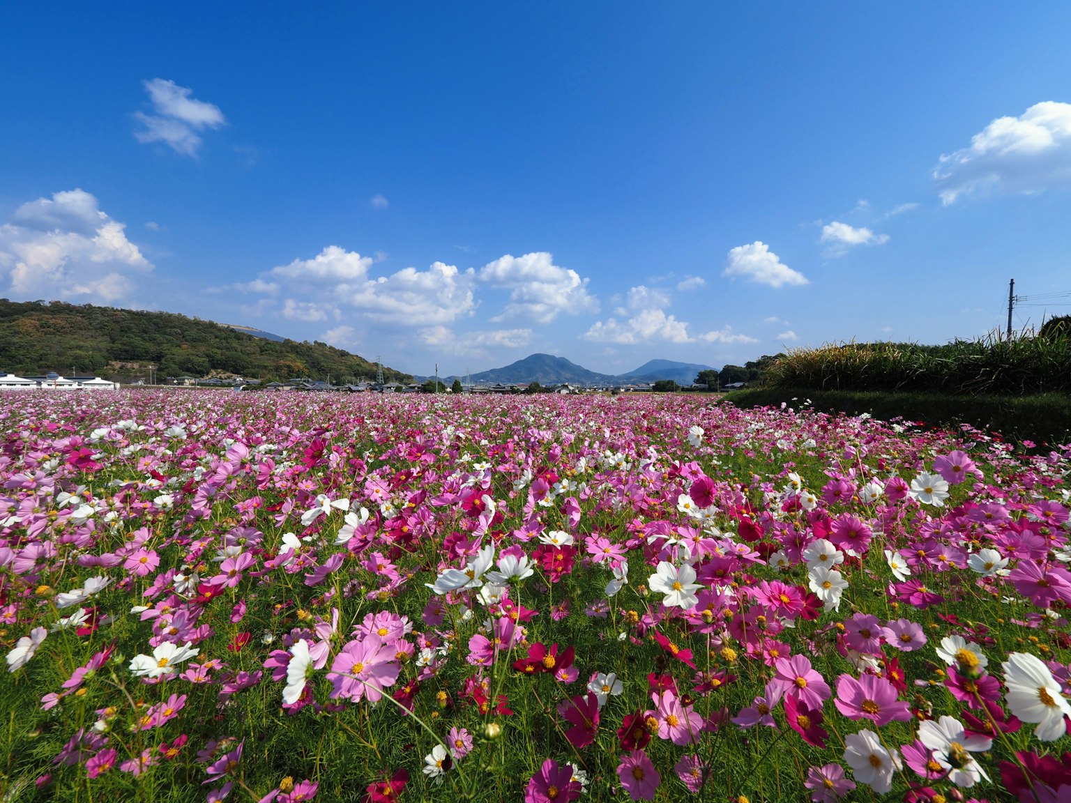 Campo de flores de cosmos colorido bajo un cielo azul con montañas a lo lejos