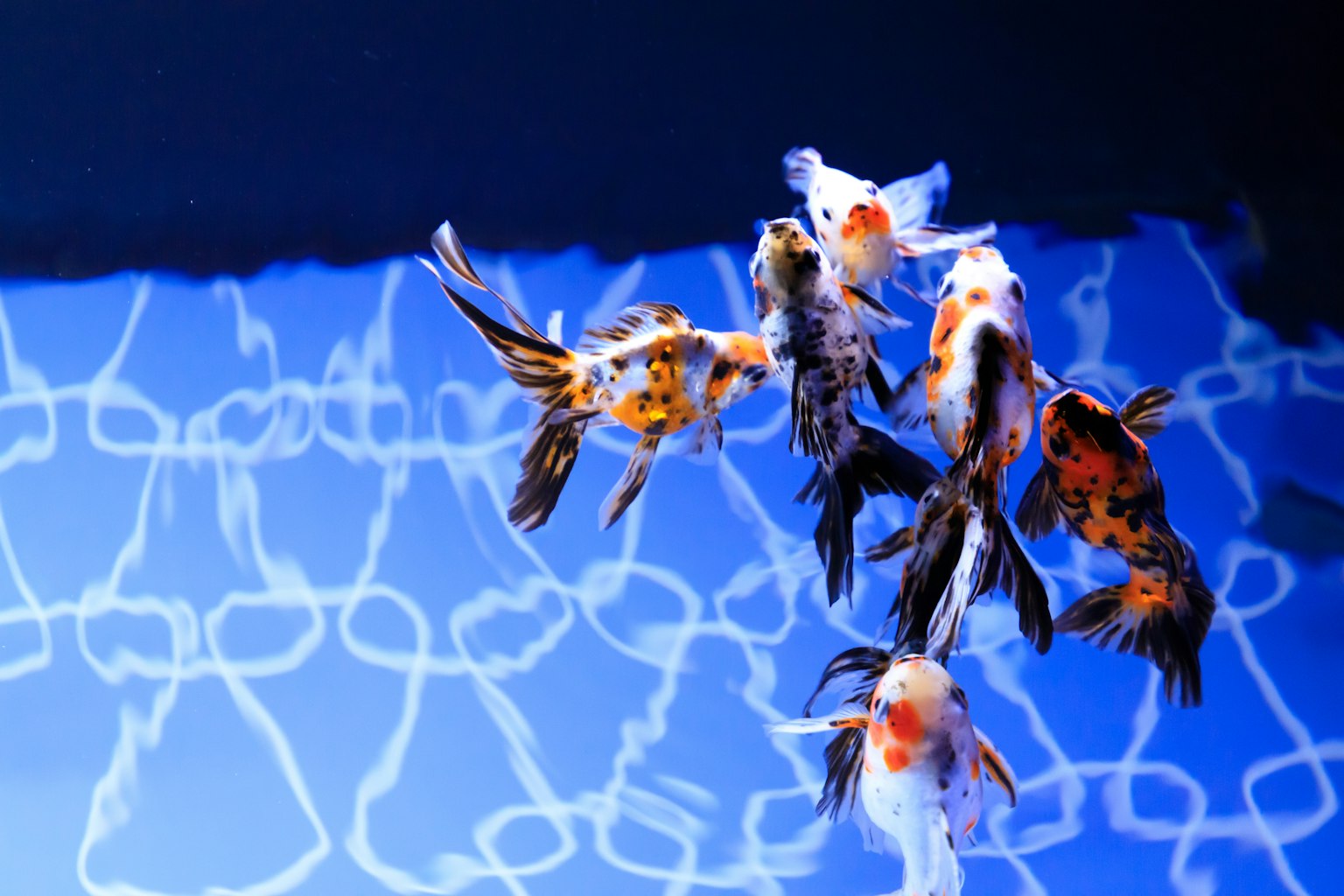 Un grupo de peces dorados nadando en agua azul