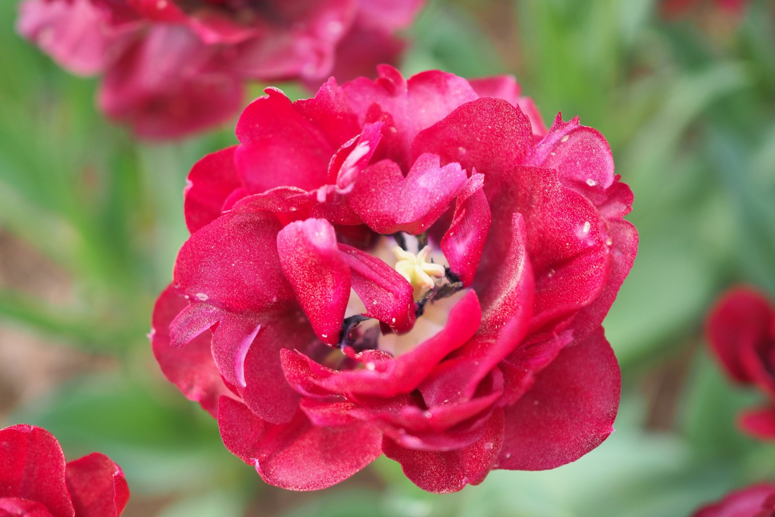 Gros plan d'une fleur de tulipe rouge avec des gouttes d'eau