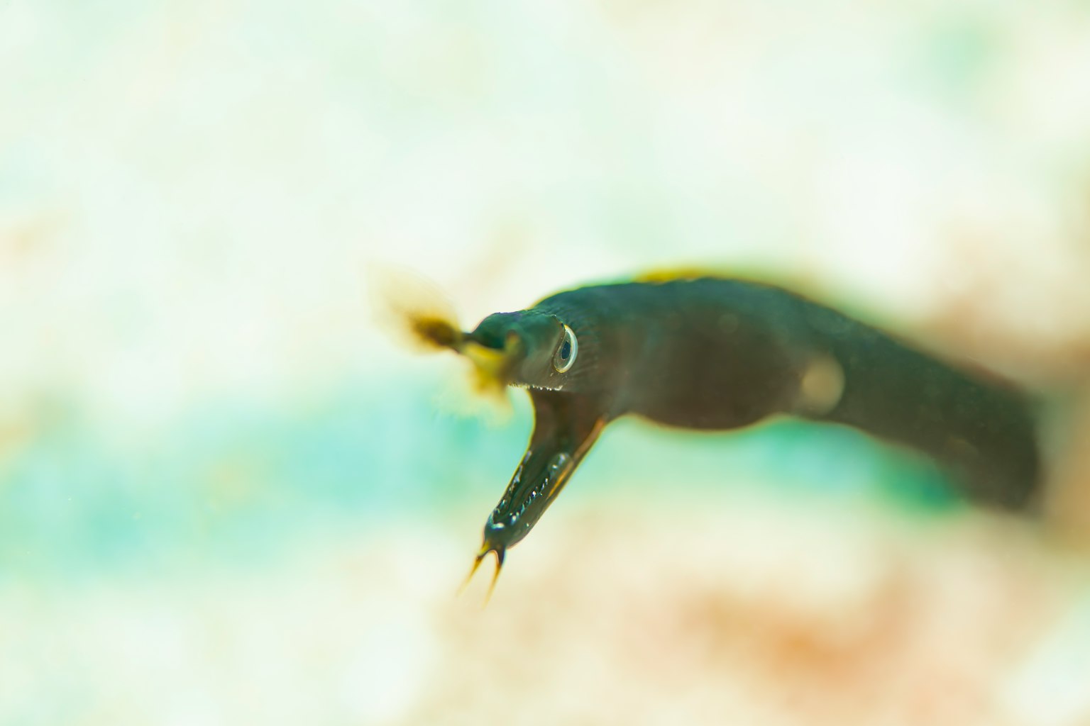水中游動的小黑魚特寫，背景鮮豔