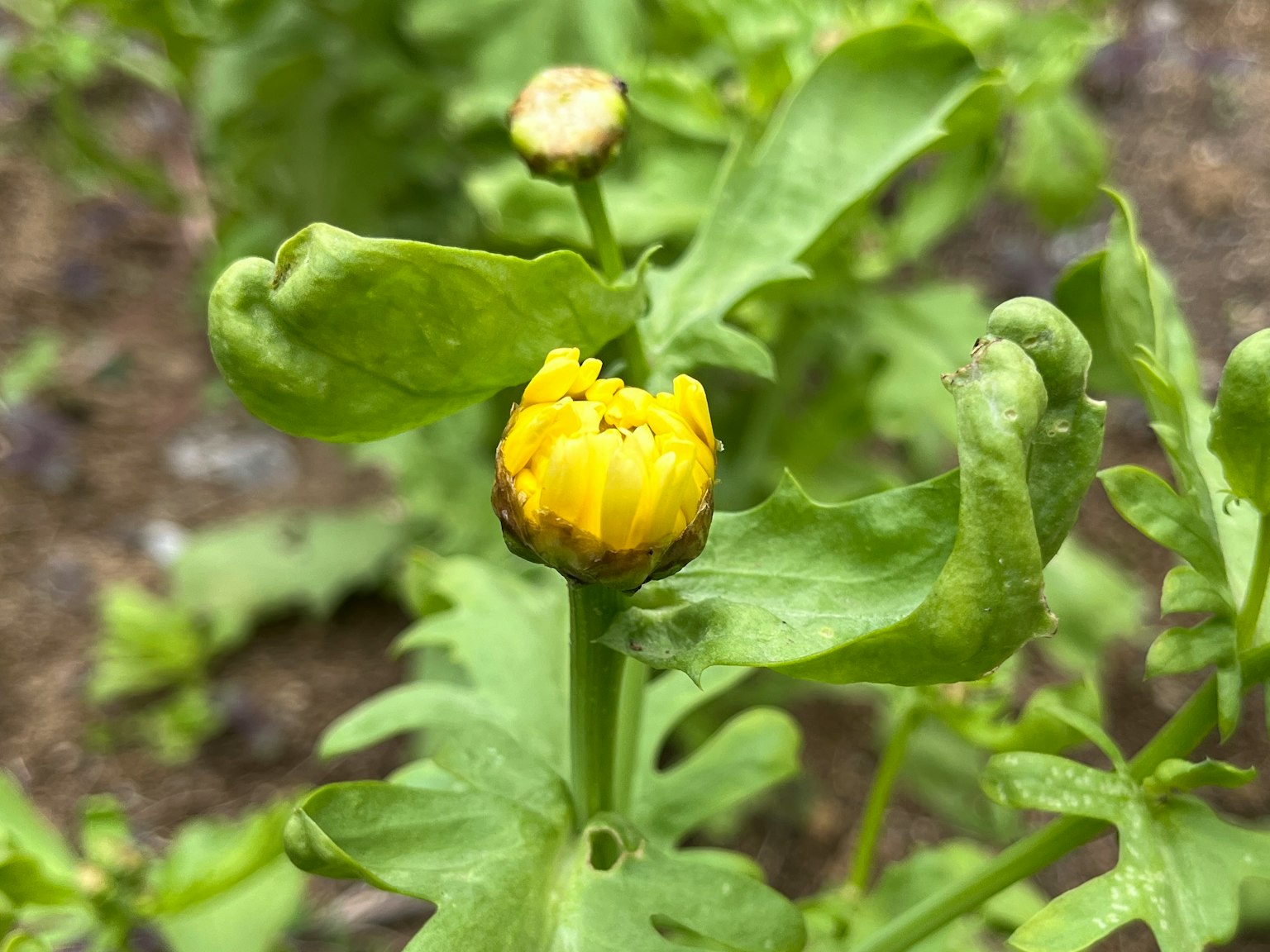 Nahaufnahme einer Pflanze mit einer gelben Knospe und grünen Blättern