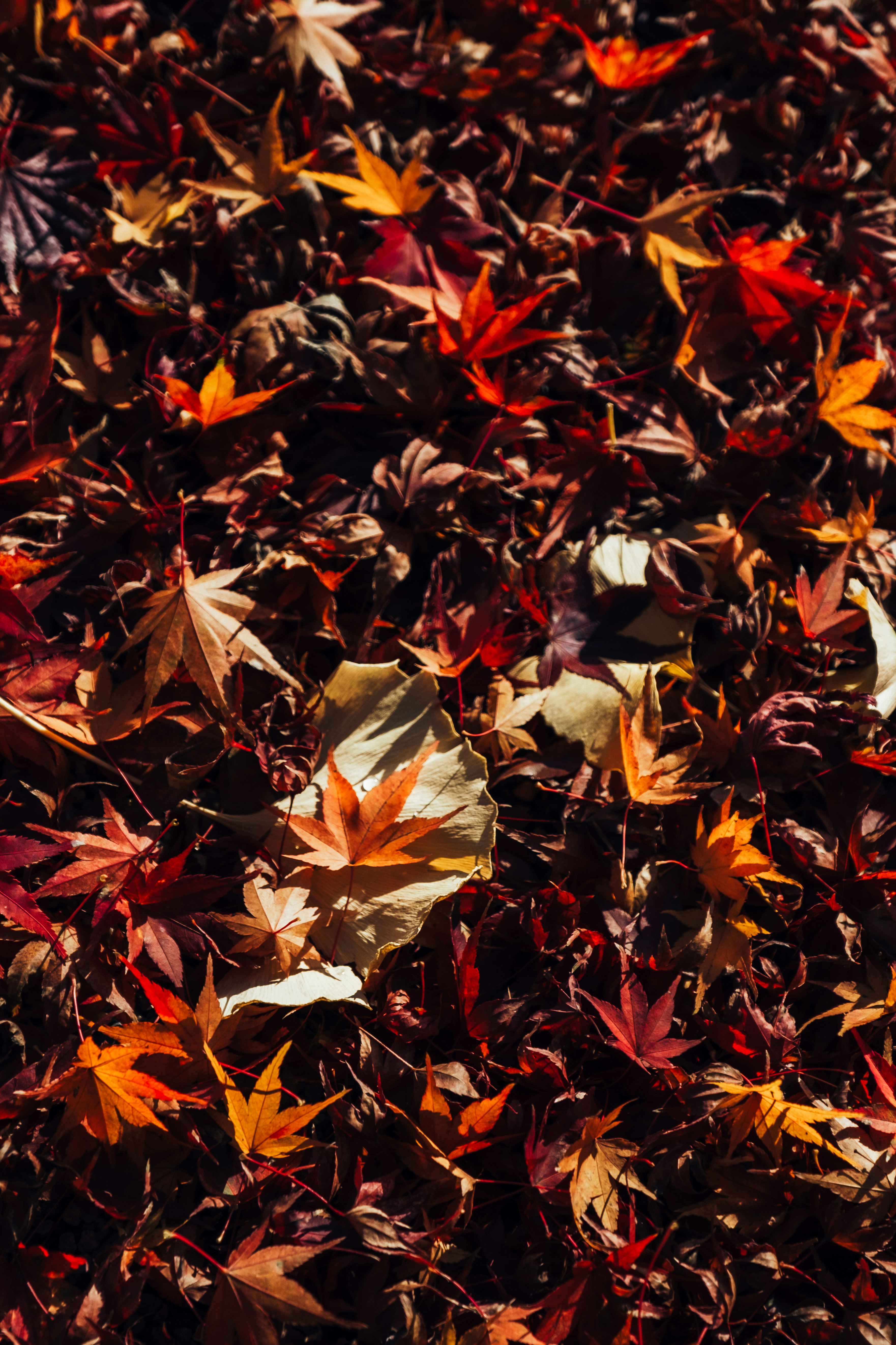 Autumn leaves scattered across the ground