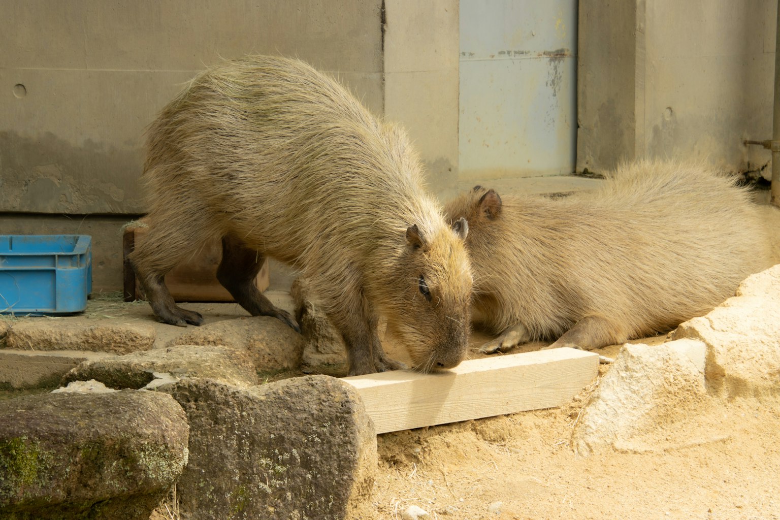Due capibara che interagiscono vicino a una tavola di legno