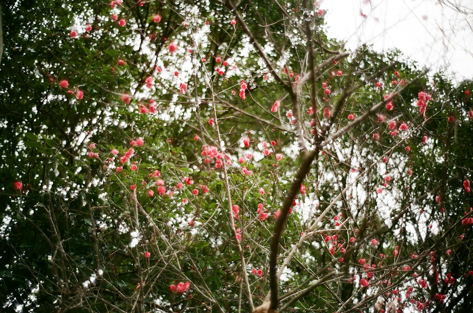 View of a tree with red flowers and lush green leaves