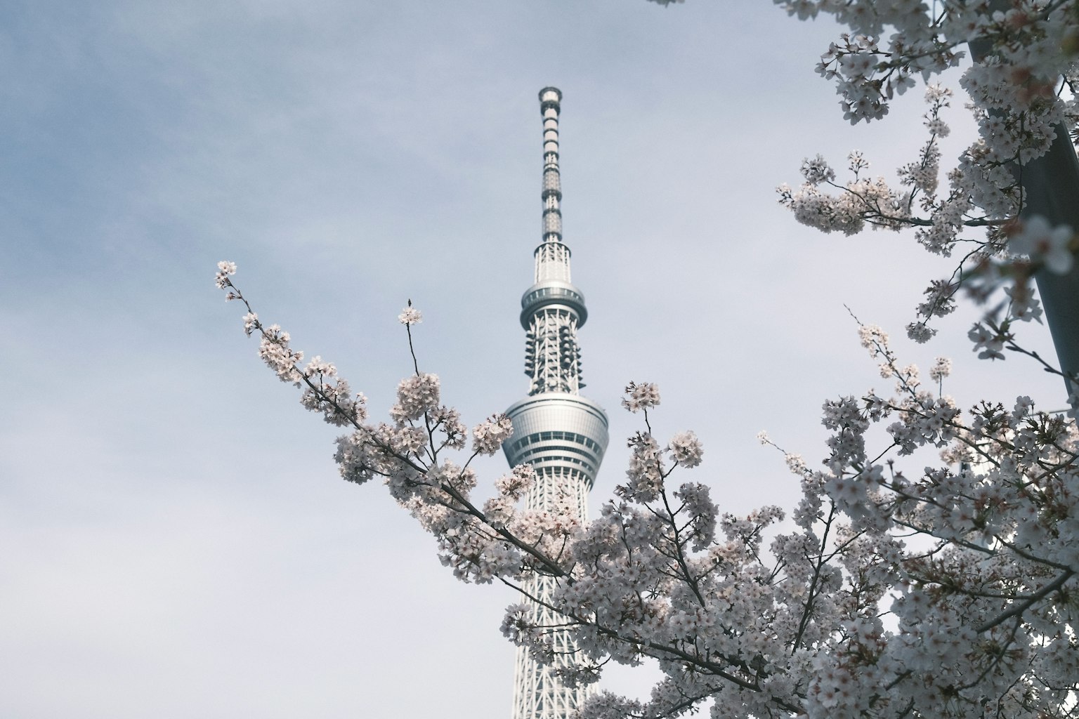 Tokyo Skytree dengan bunga sakura di latar depan