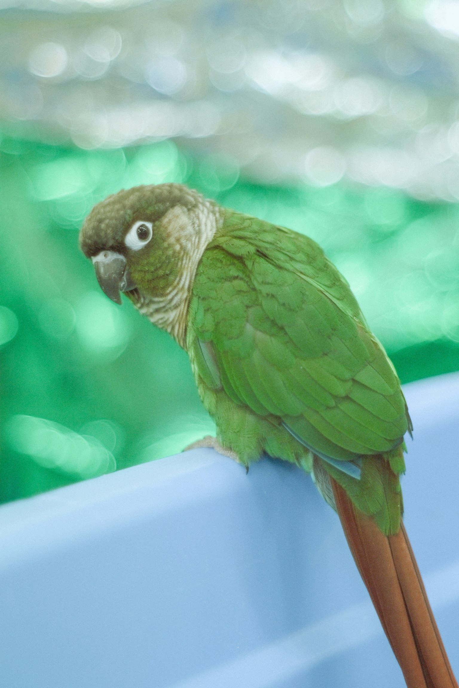 Un piccolo pappagallo verde seduto sul bordo di un contenitore blu