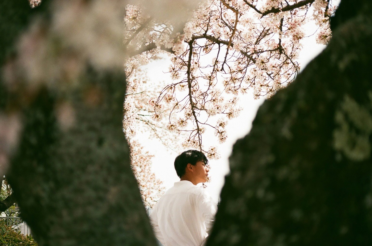 Une personne en blanc regardant vers le haut sous des cerisiers en fleurs