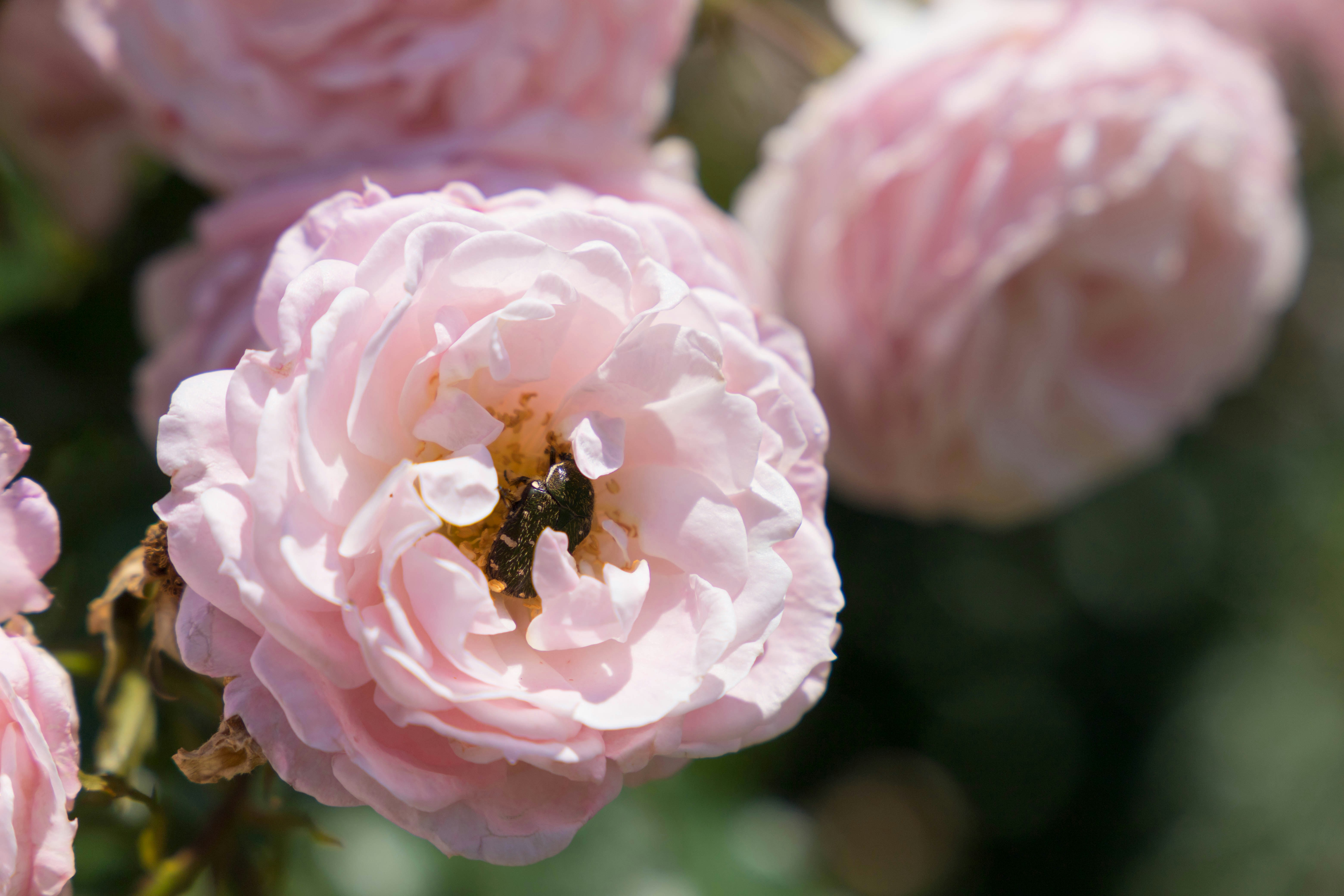 Primo piano di rose rosa pallido in fiore