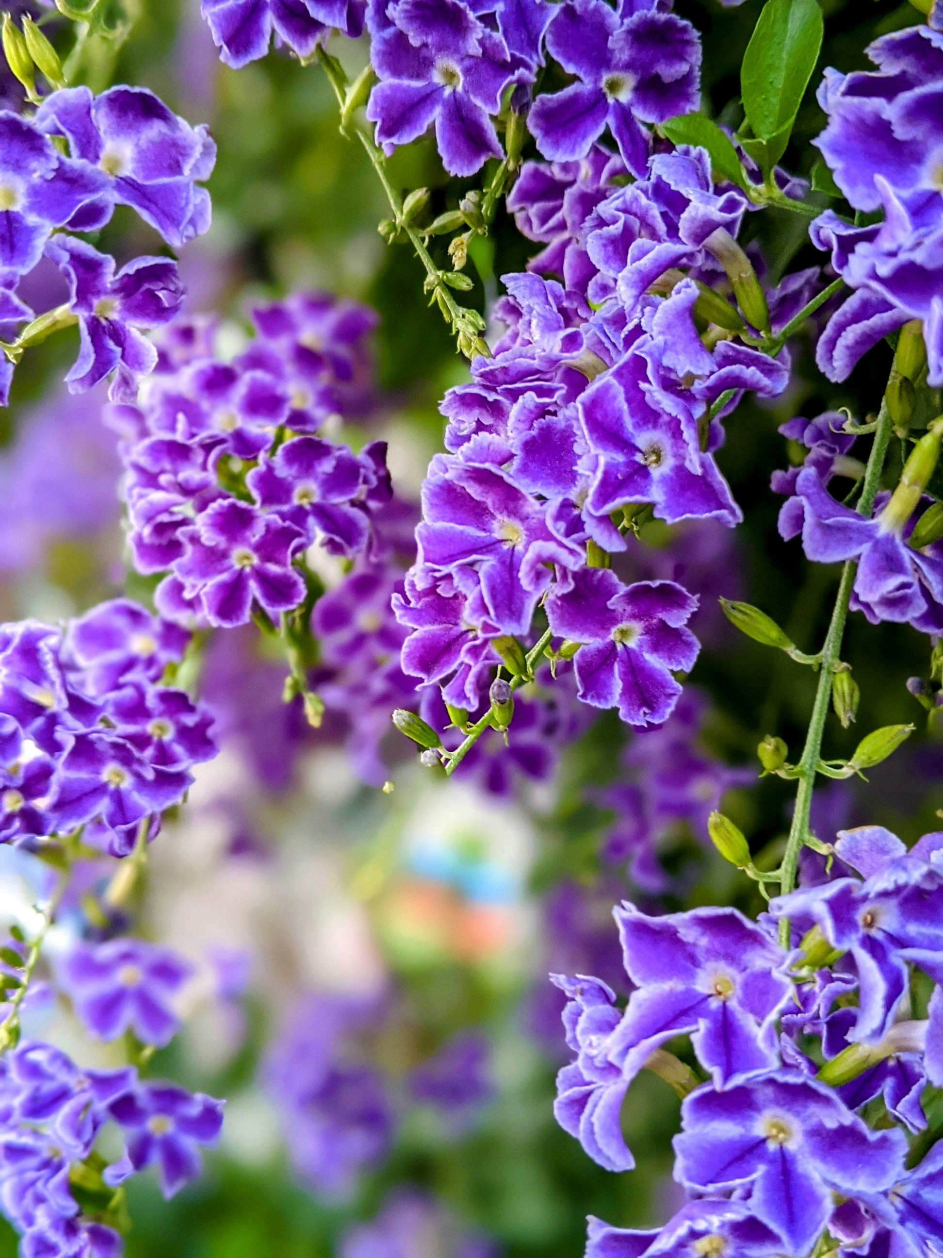紫のデュランタの花が咲く鉢植えのアップ