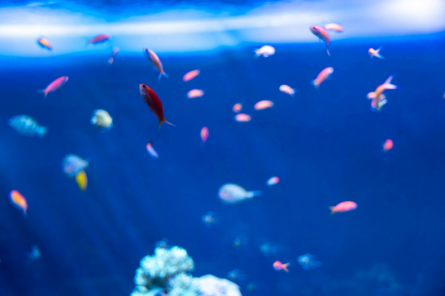 Bunte Fische schwimmen im blauen Wasser mit Korallen im Hintergrund