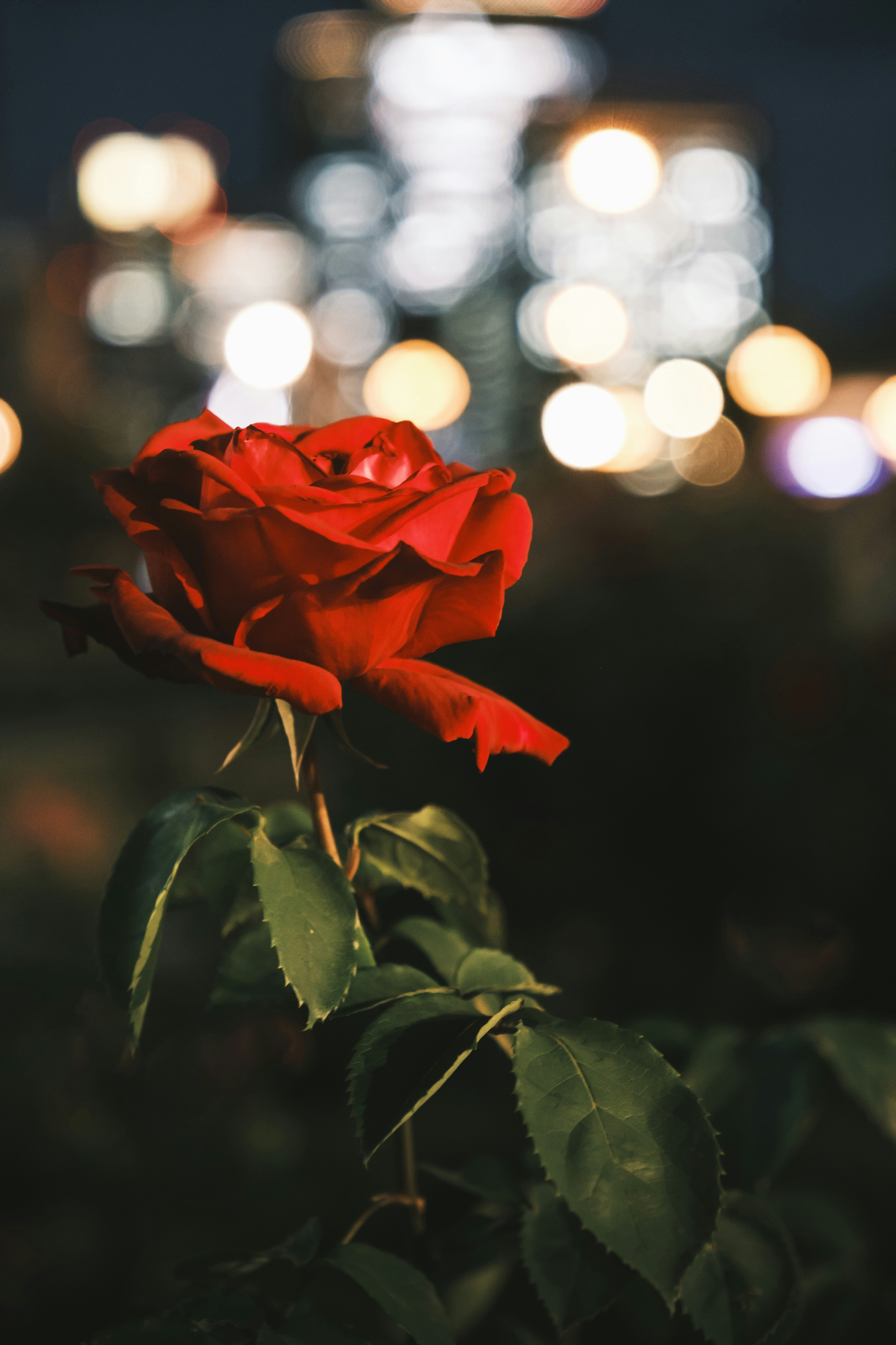 Eine rote Rose im Blütenstand mit nächtlichem Bokeh-Hintergrund