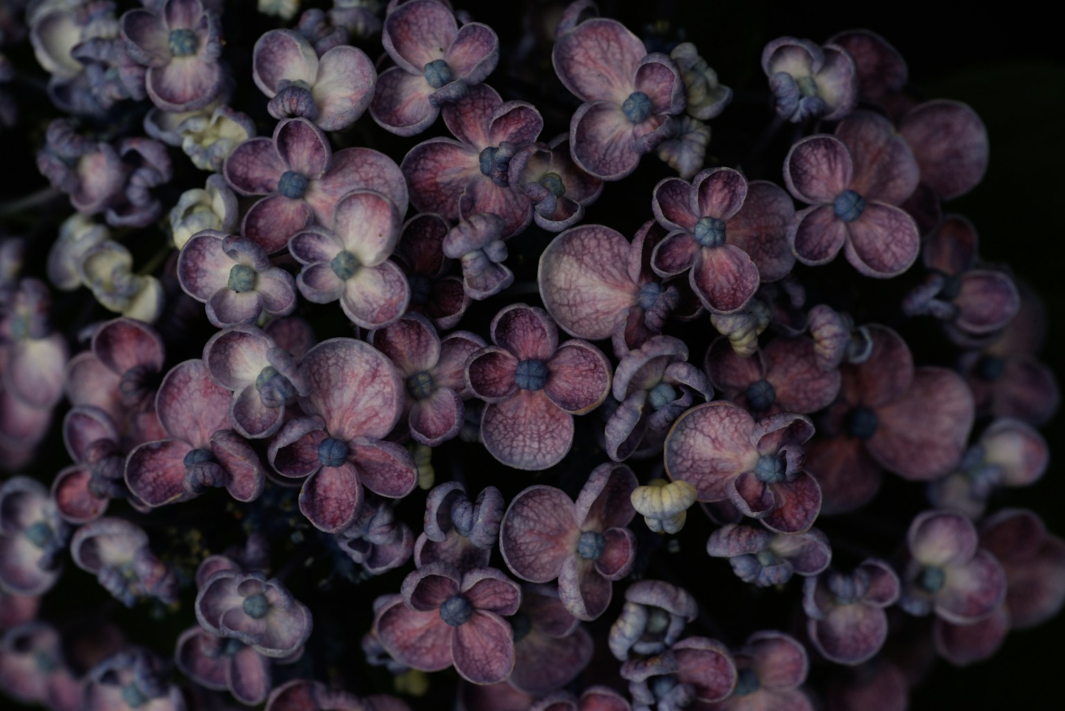 ภาพถ่ายระยะใกล้ของกลุ่มดอกไม้สีม่วงขนาดเล็ก