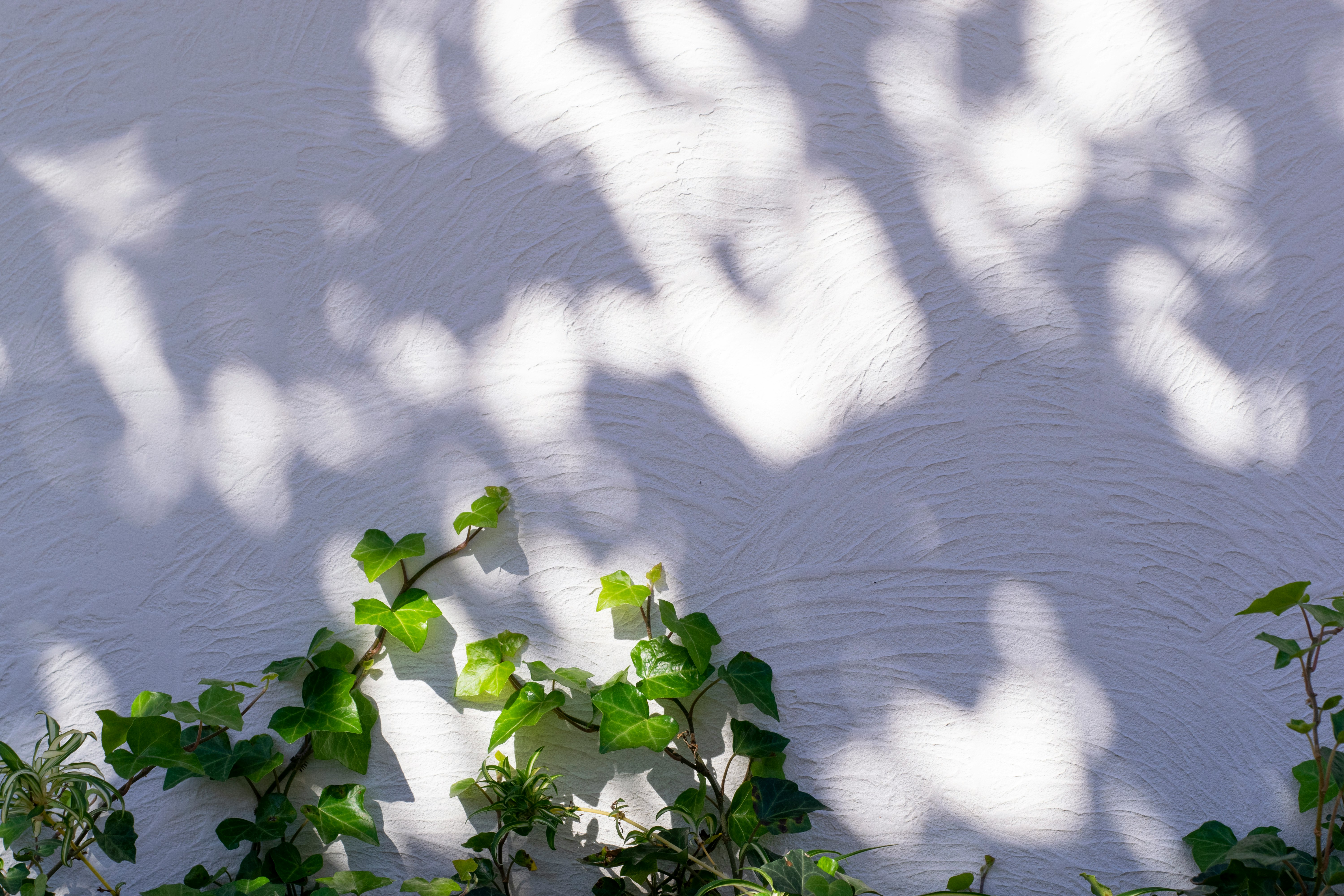Ombre di foglie su un muro bianco con piante rampicanti verdi