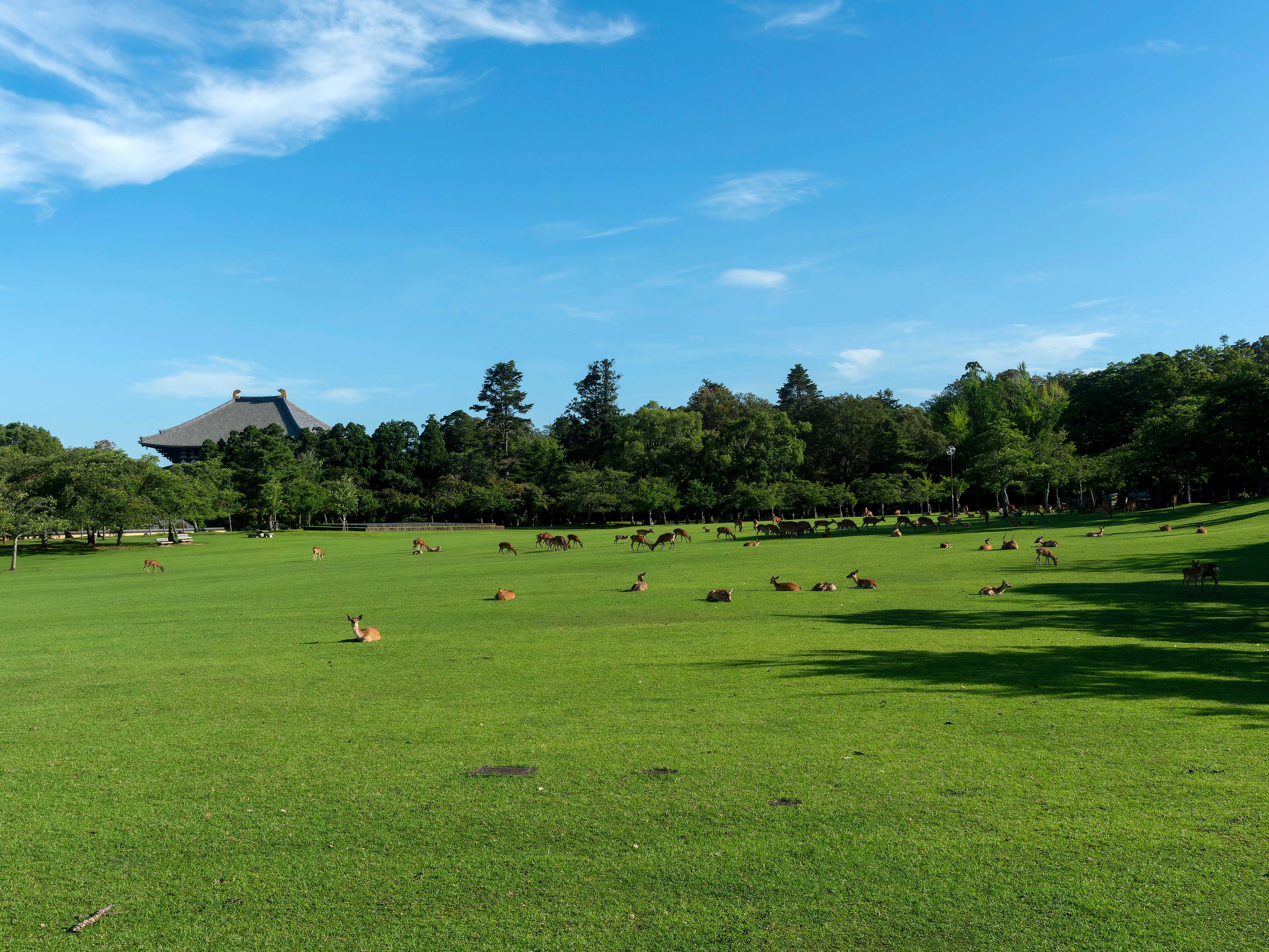 奈良公園の芝生に広がる夏の青空と新緑、鹿の群れ