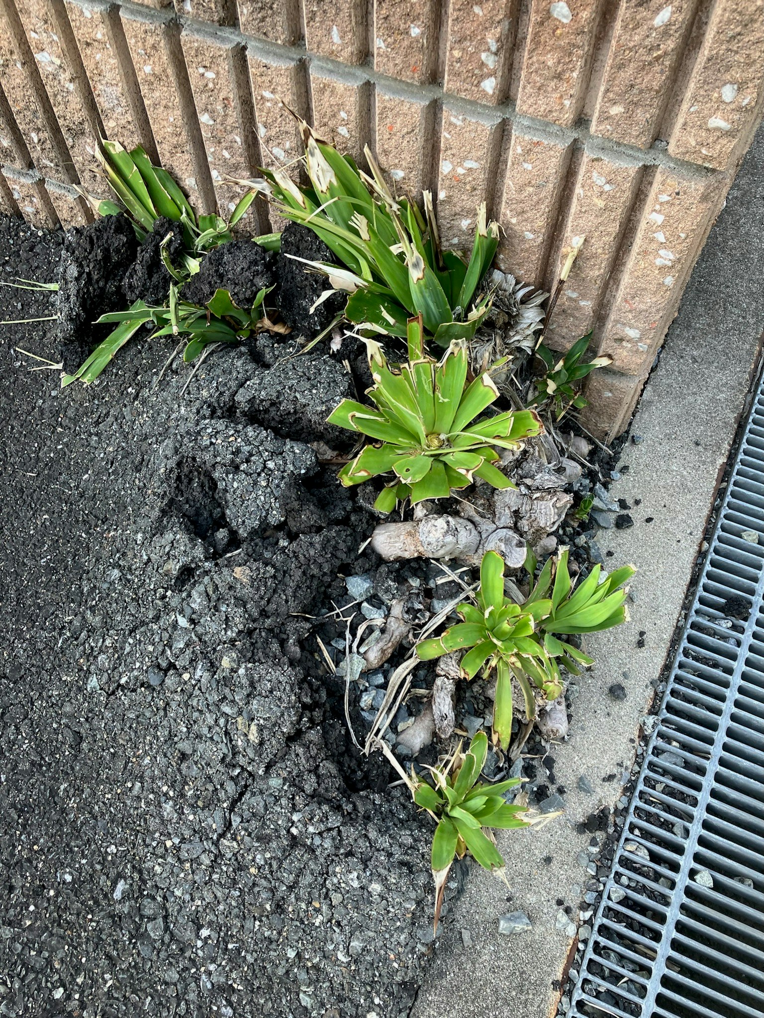 Cluster of succulents emerging from the soil next to a brick wall