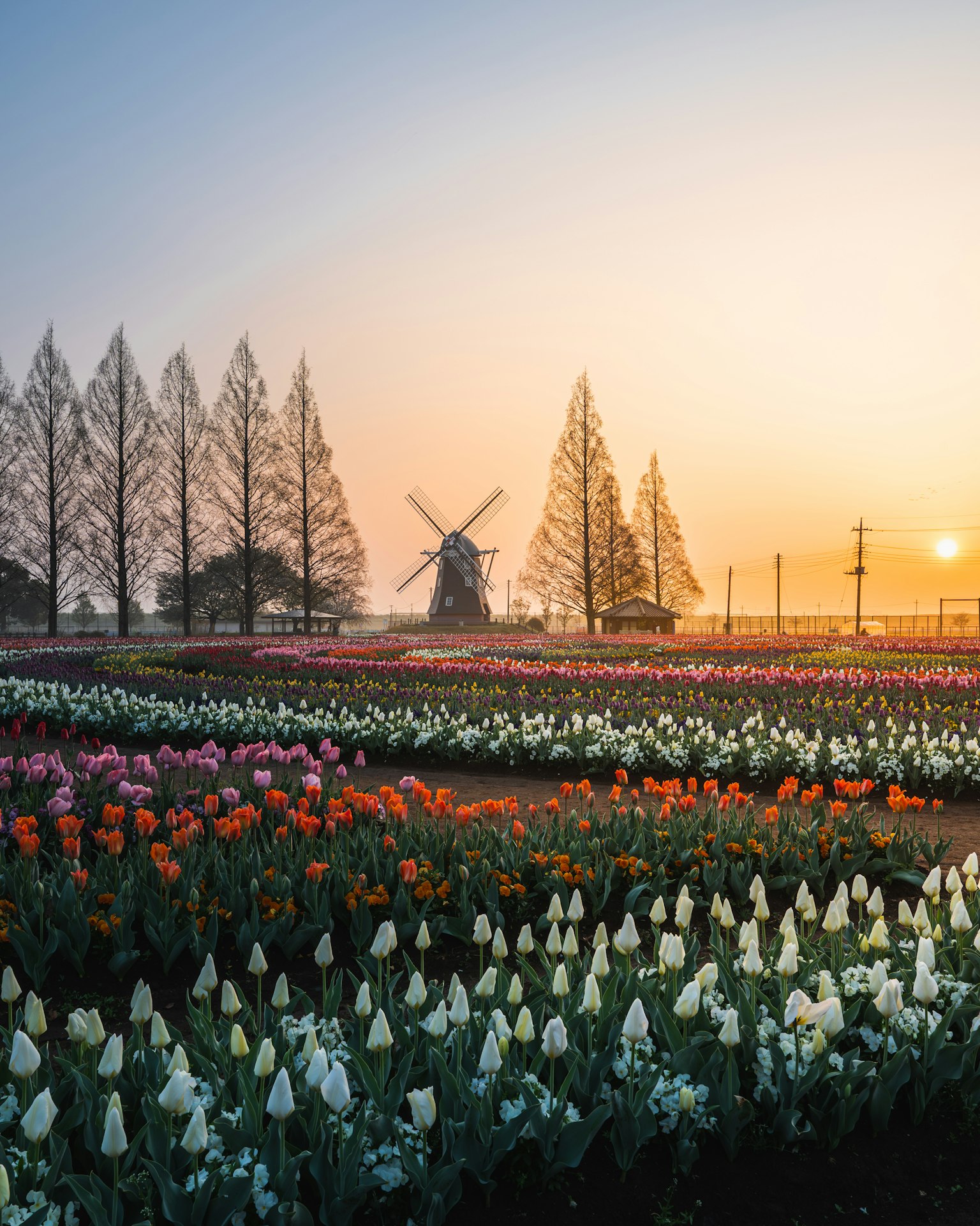 Campo di tulipani colorati con un mulino all'alba