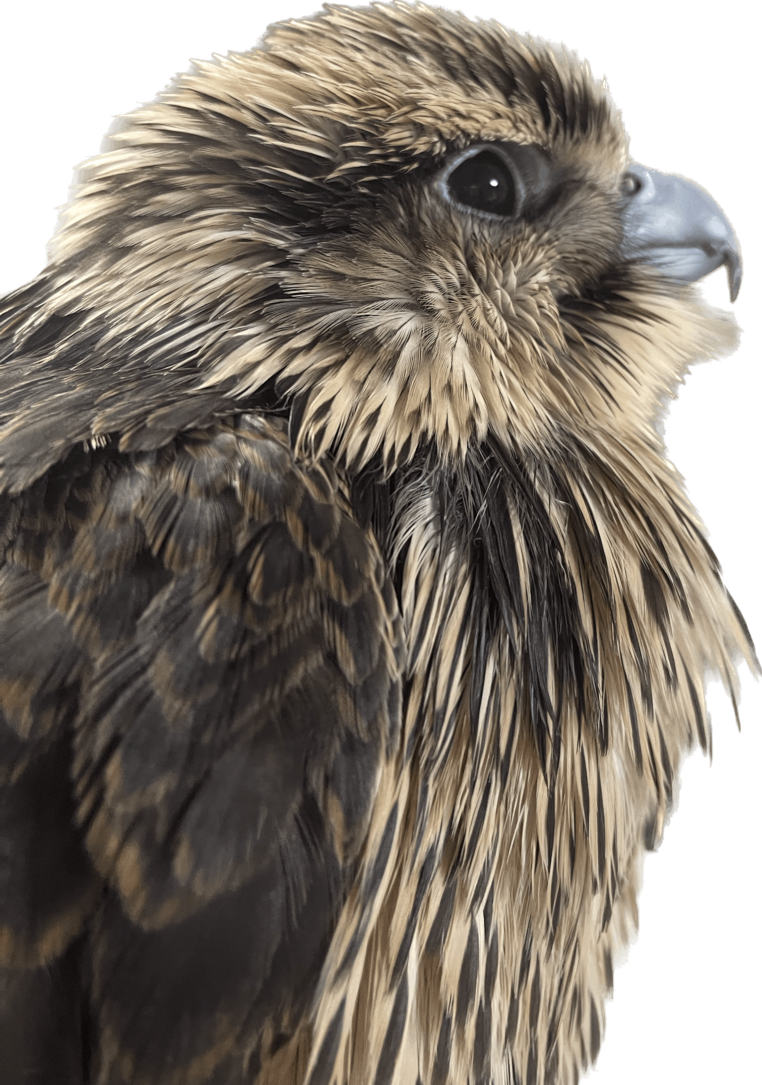Nahaufnahme eines Vogels mit markanten Gesichtszügen und reichhaltigen Federdetails