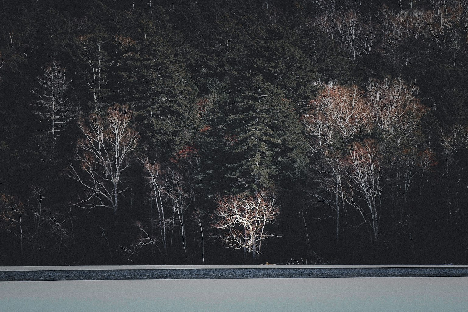 Un arbre blanc se tenant dans une forêt sombre entouré d'arbres verts