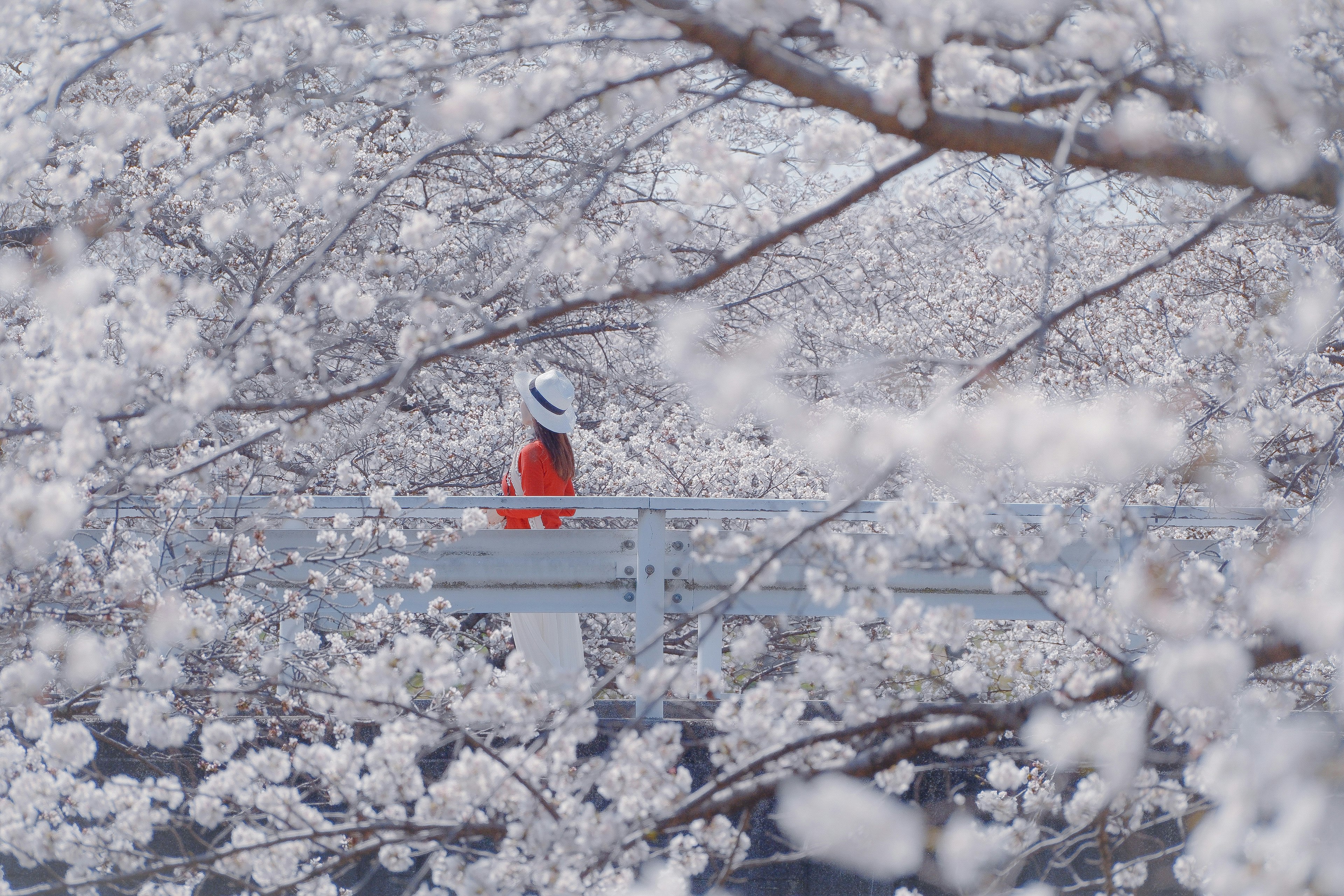 桜の枝の間から見えるベンチと赤い上着の人