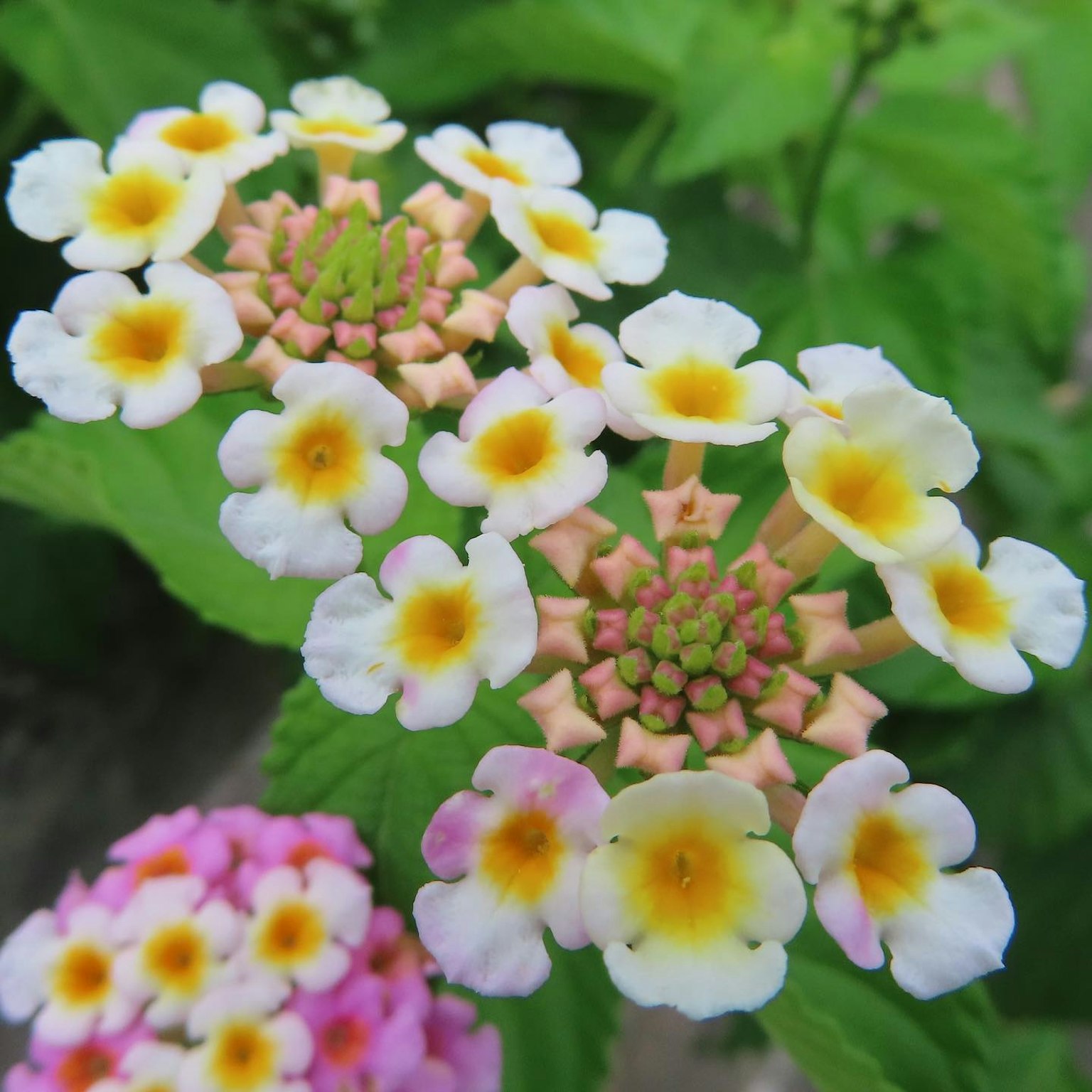 Hoa Lantana đầy màu sắc nở với cánh hoa trắng và vàng