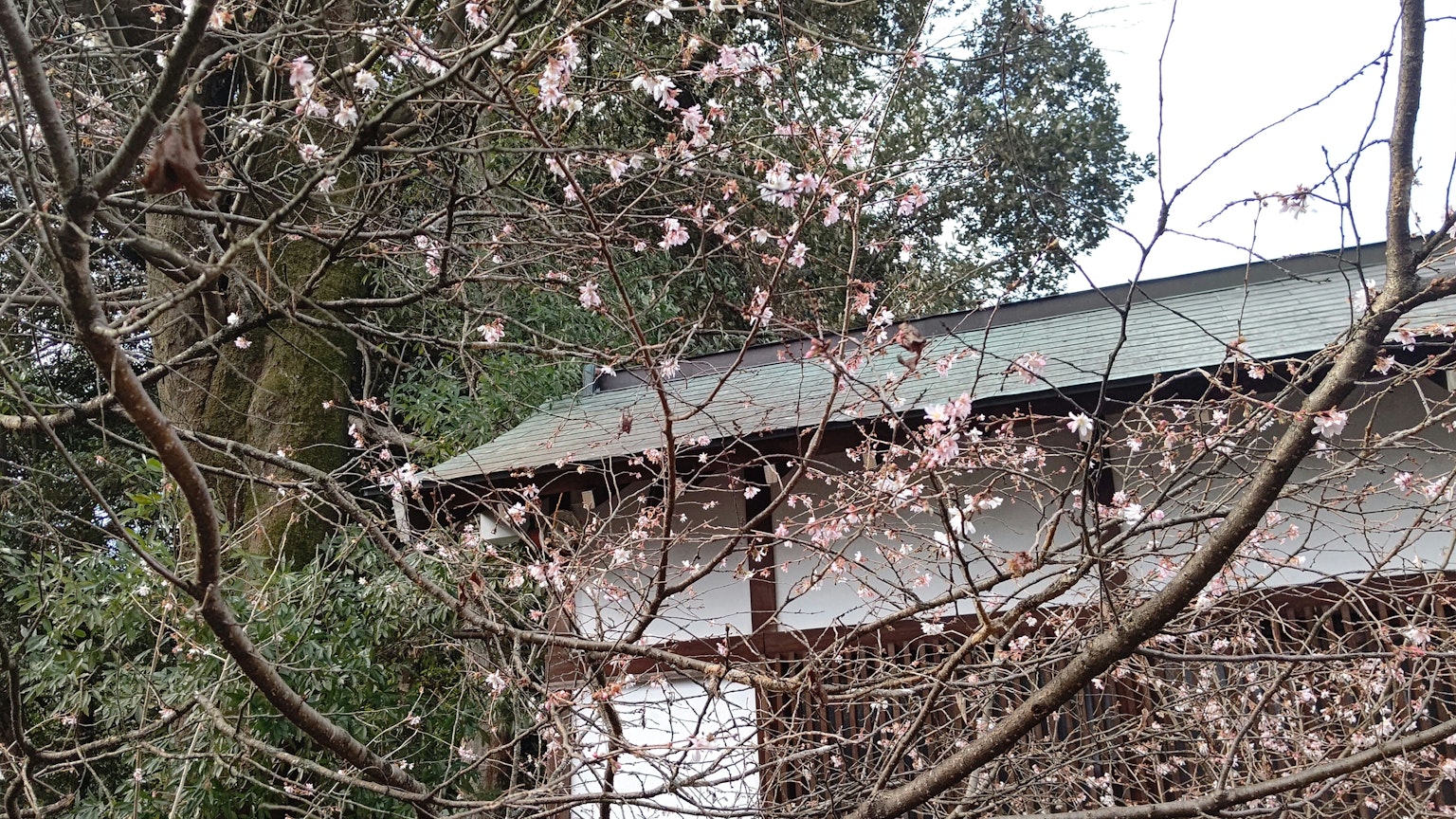 櫻花樹上的粉紅色花朵和傳統建築的一角