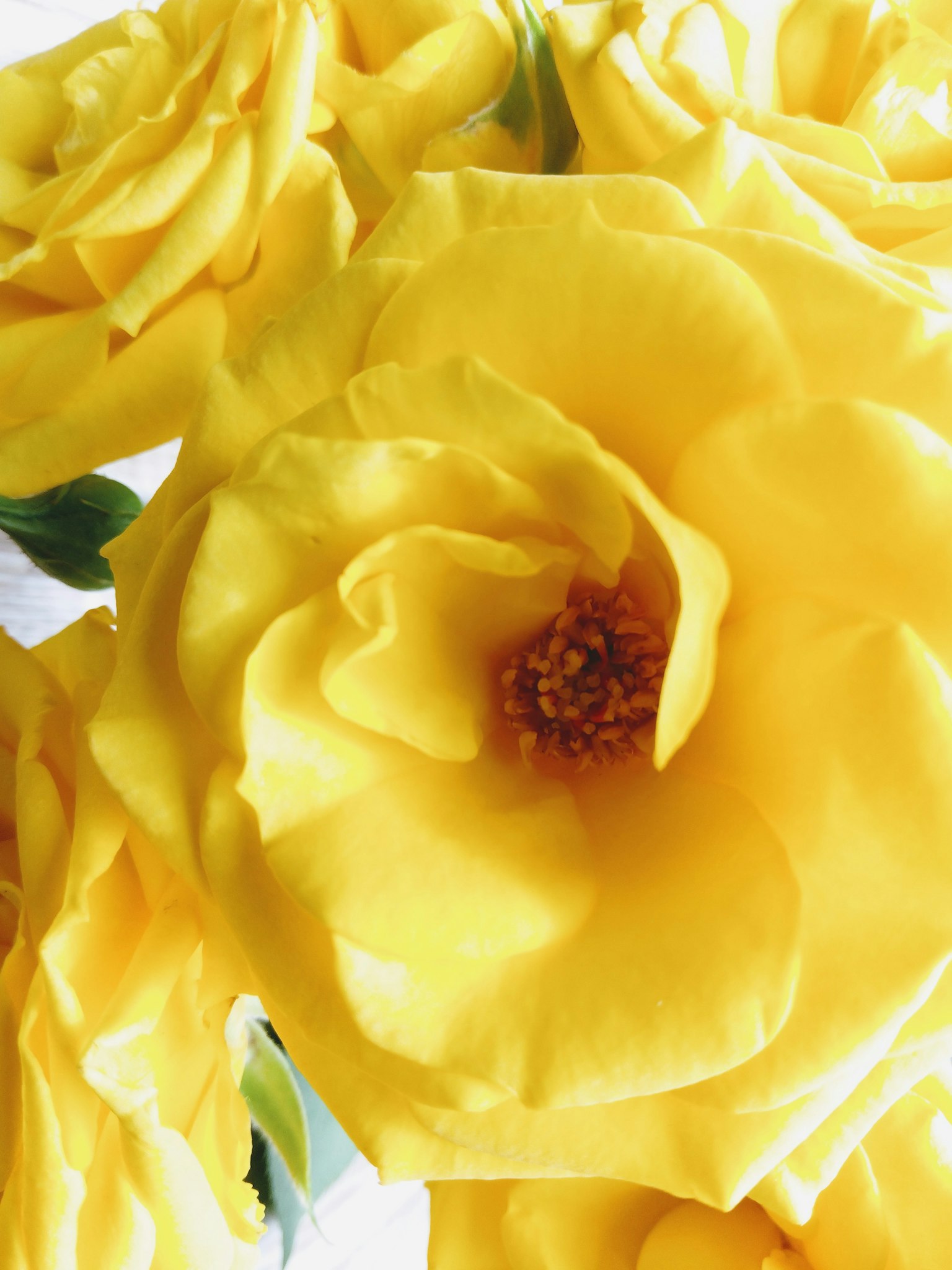Close-up of vibrant yellow rose petals with intricate details