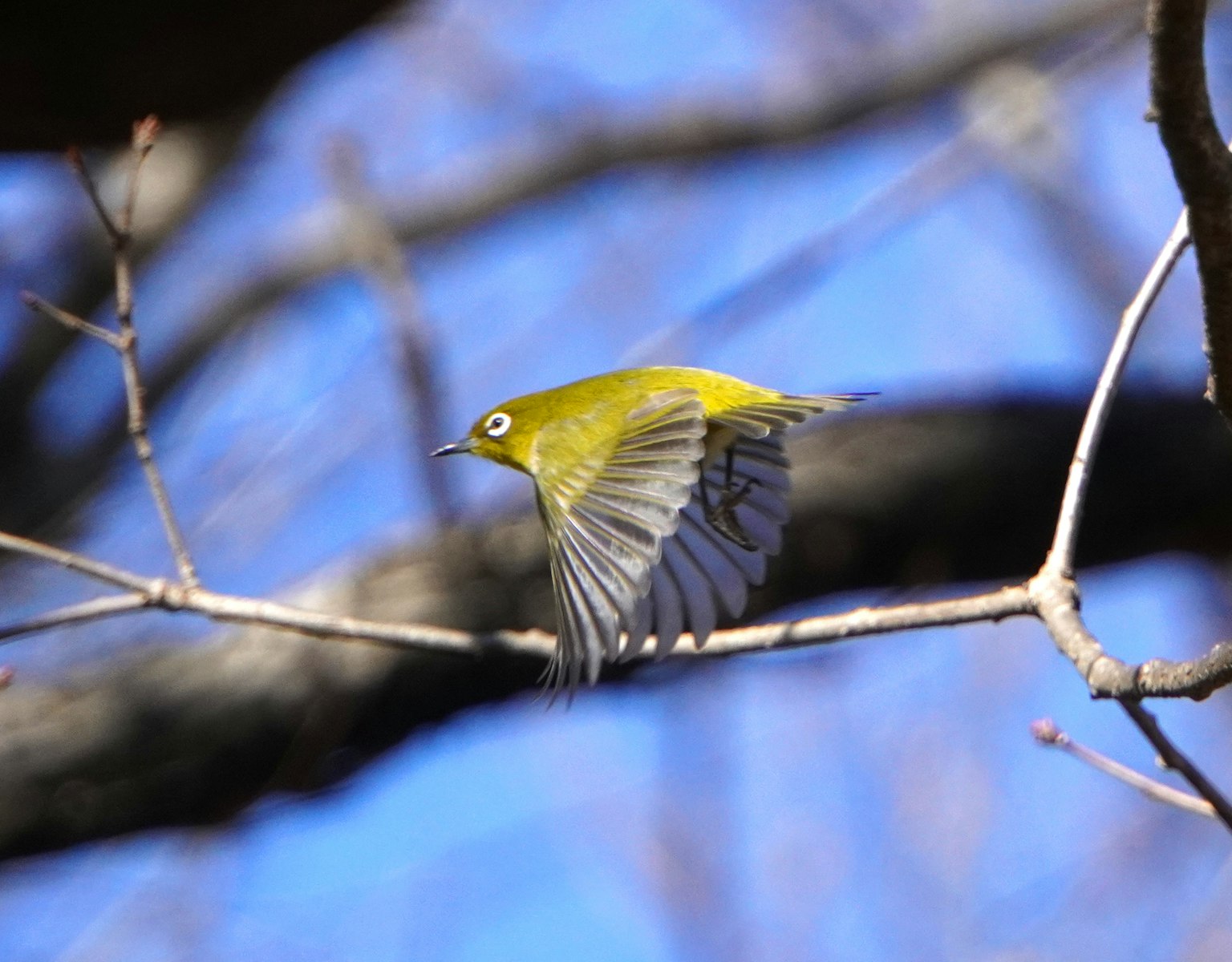 Un oiseau œil-de-perdrix prenant son envol d'une branche sur fond de ciel bleu