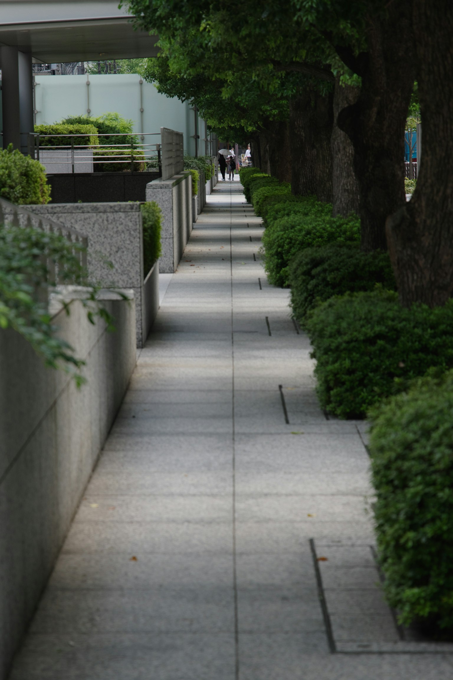 Paved walkway lined with greenery and trees