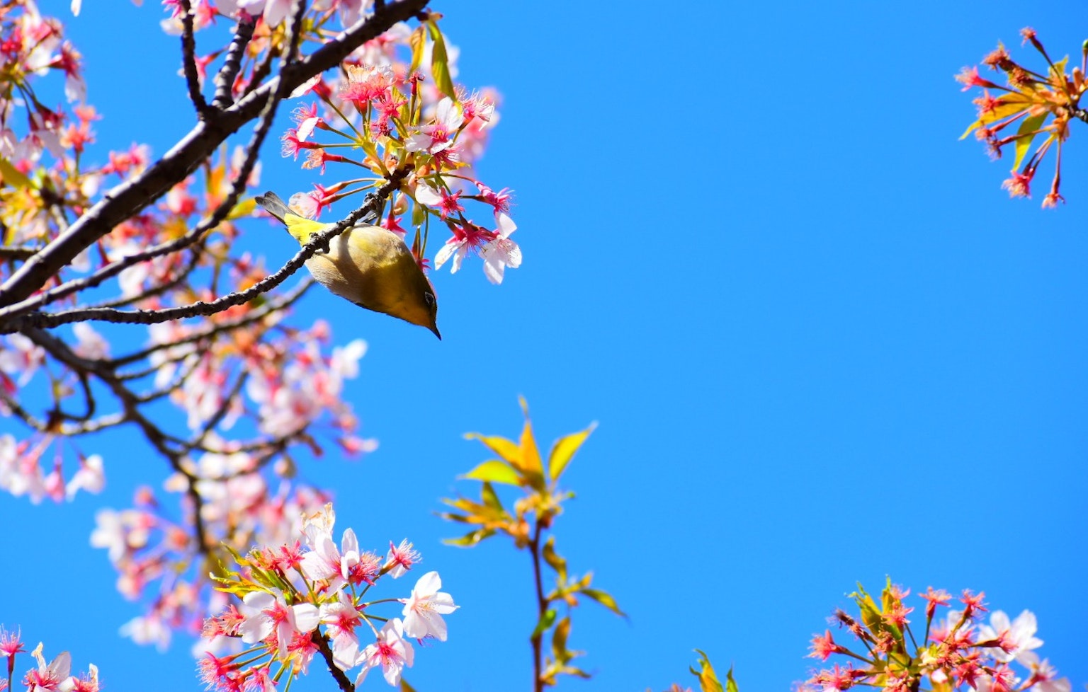 Immagine di fiori di ciliegio e di un piccolo uccello sotto un cielo blu