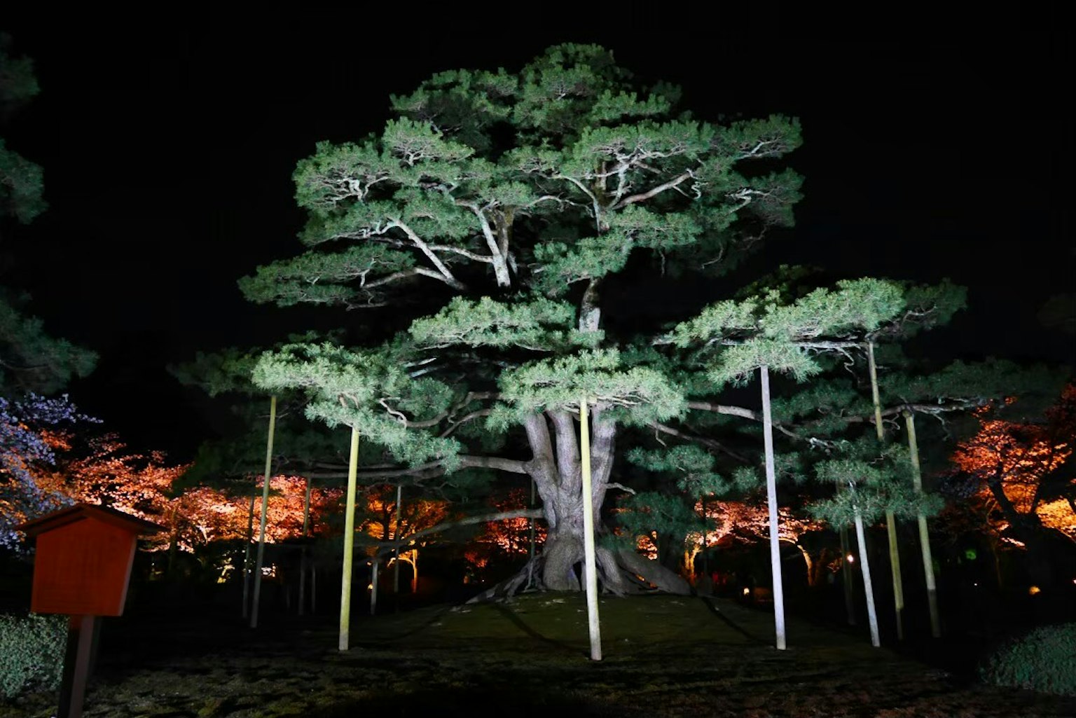 Arbre de pin illuminé la nuit entouré de lumières colorées