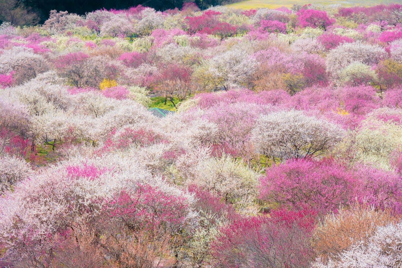 色とりどりの花が咲く広大な風景