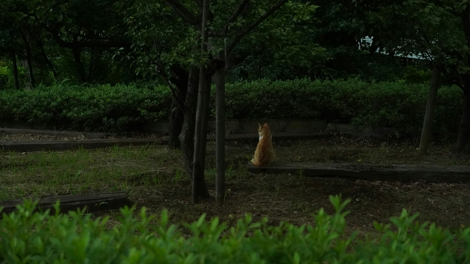 木々のある公園で草むらにいる犬