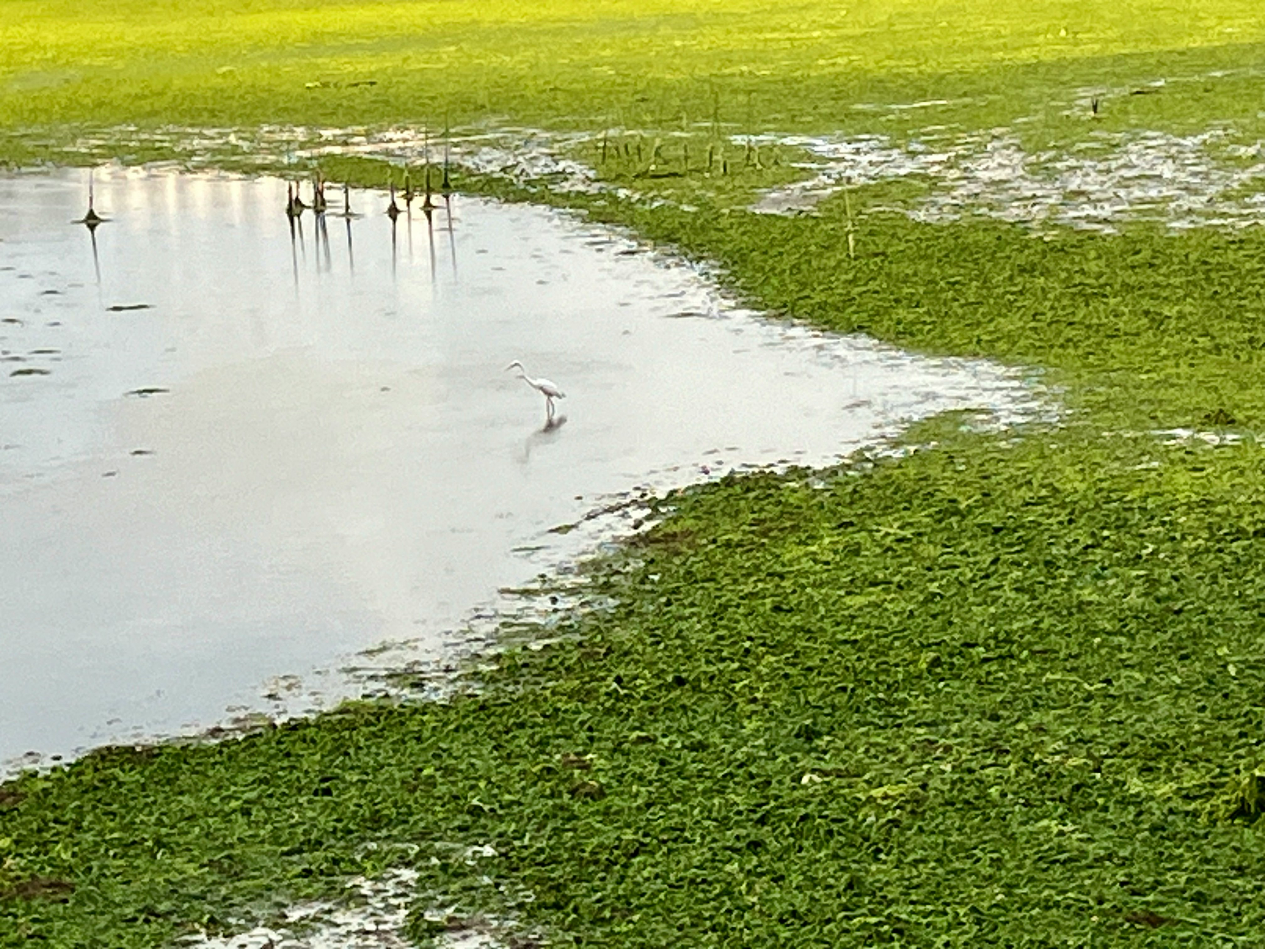 Schwäne am Ufer eines Teichs mit grünem Gras