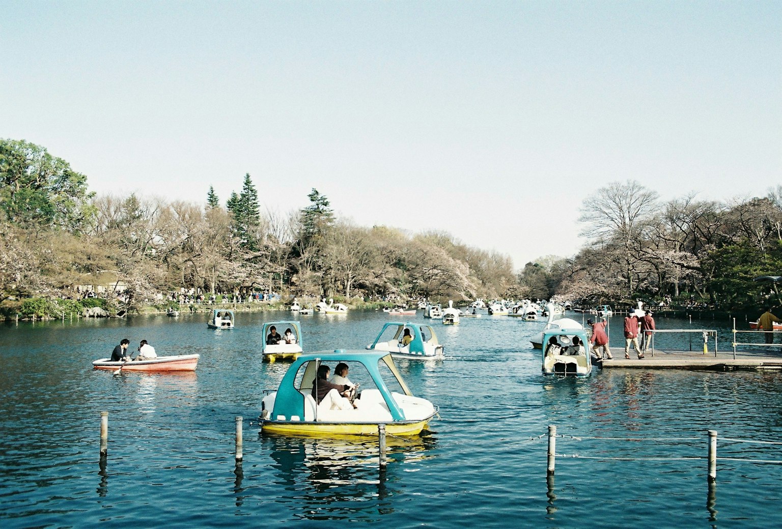 Pemandangan orang-orang mendayung perahu di danau dikelilingi pohon sakura