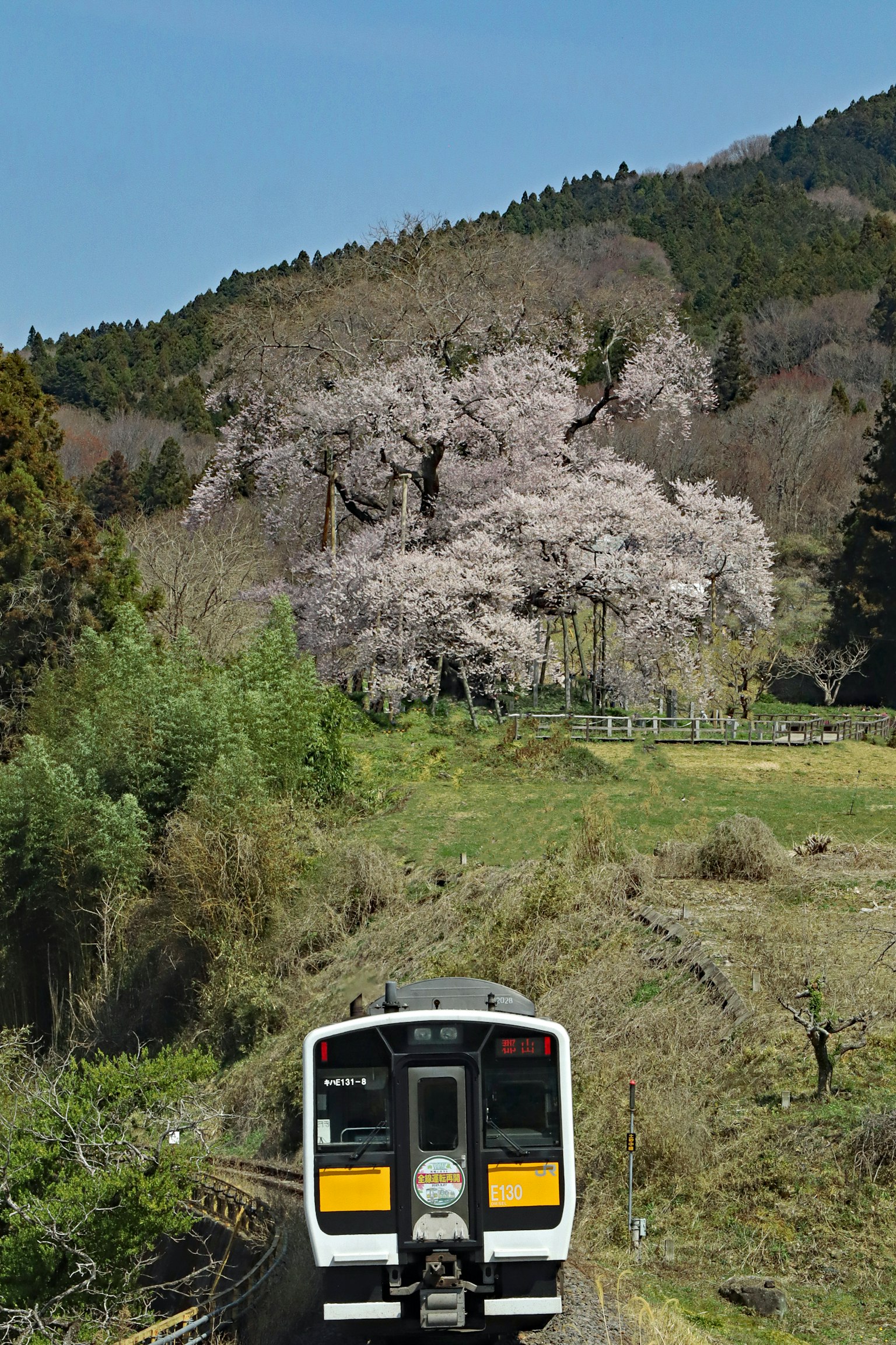 รถไฟที่ผ่านต้นซากุระขนาดใหญ่ในภูมิทัศน์ที่สวยงาม