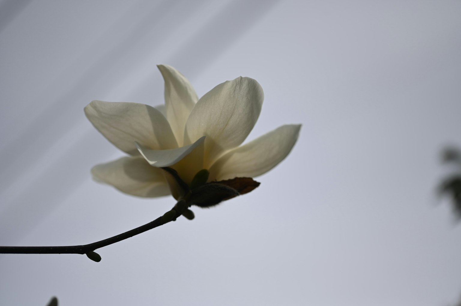 A magnolia flower with white petals blooming against a blue sky