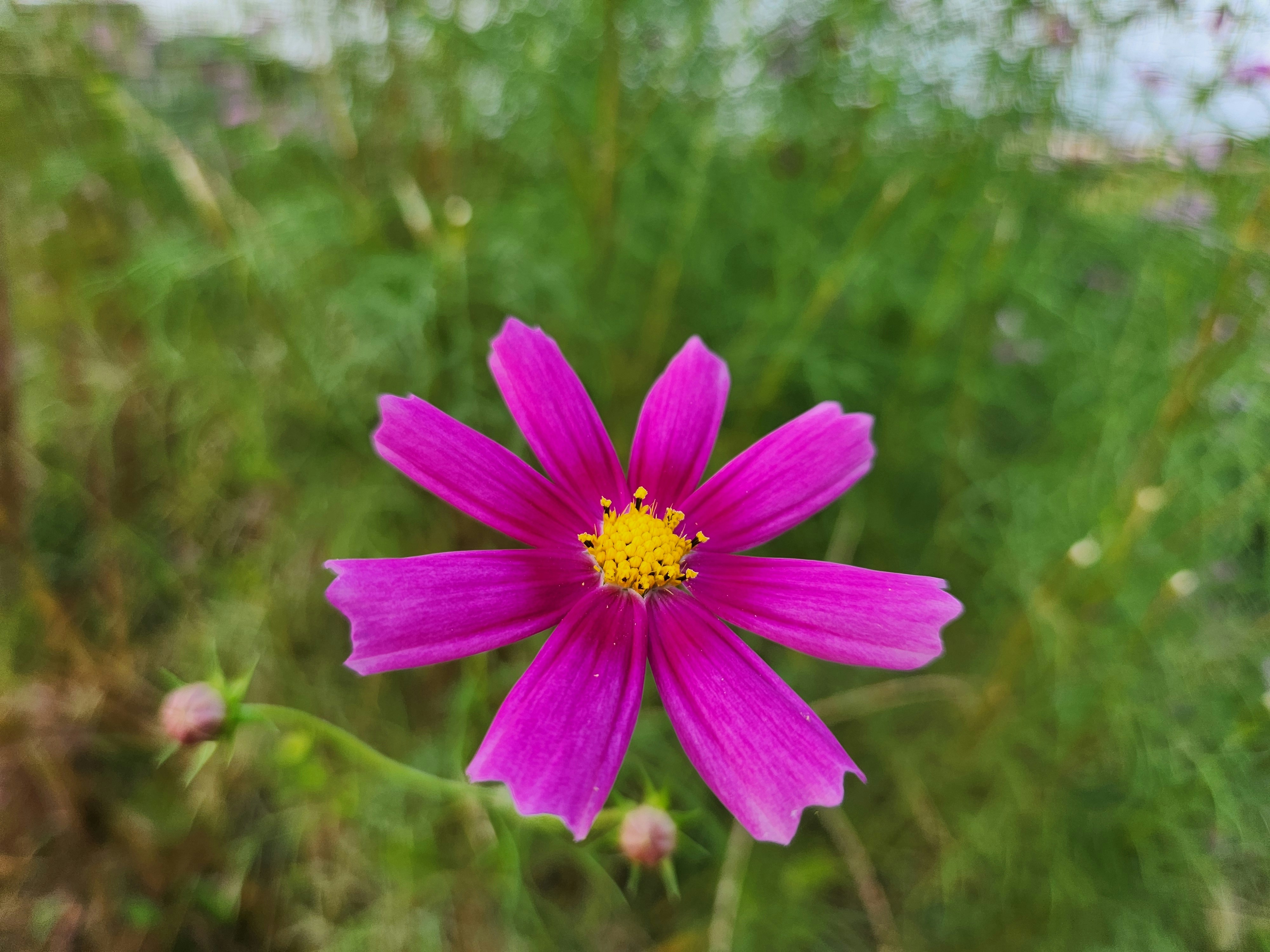 fleur de cosmos violette épanouie dans l’herbe