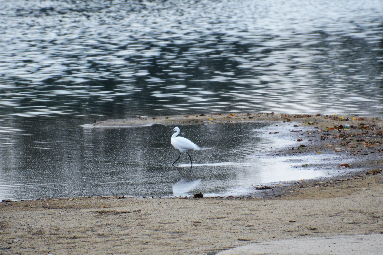 Un'airone bianco in piedi sulla riva con acqua calma