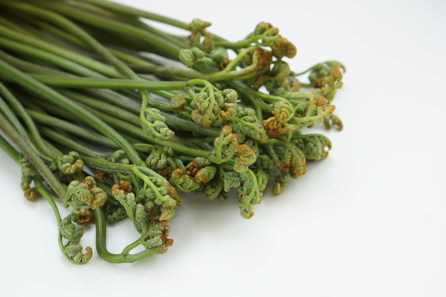 Bund von grünen Fiddlehead-Farn mit eingerollten Spitzen