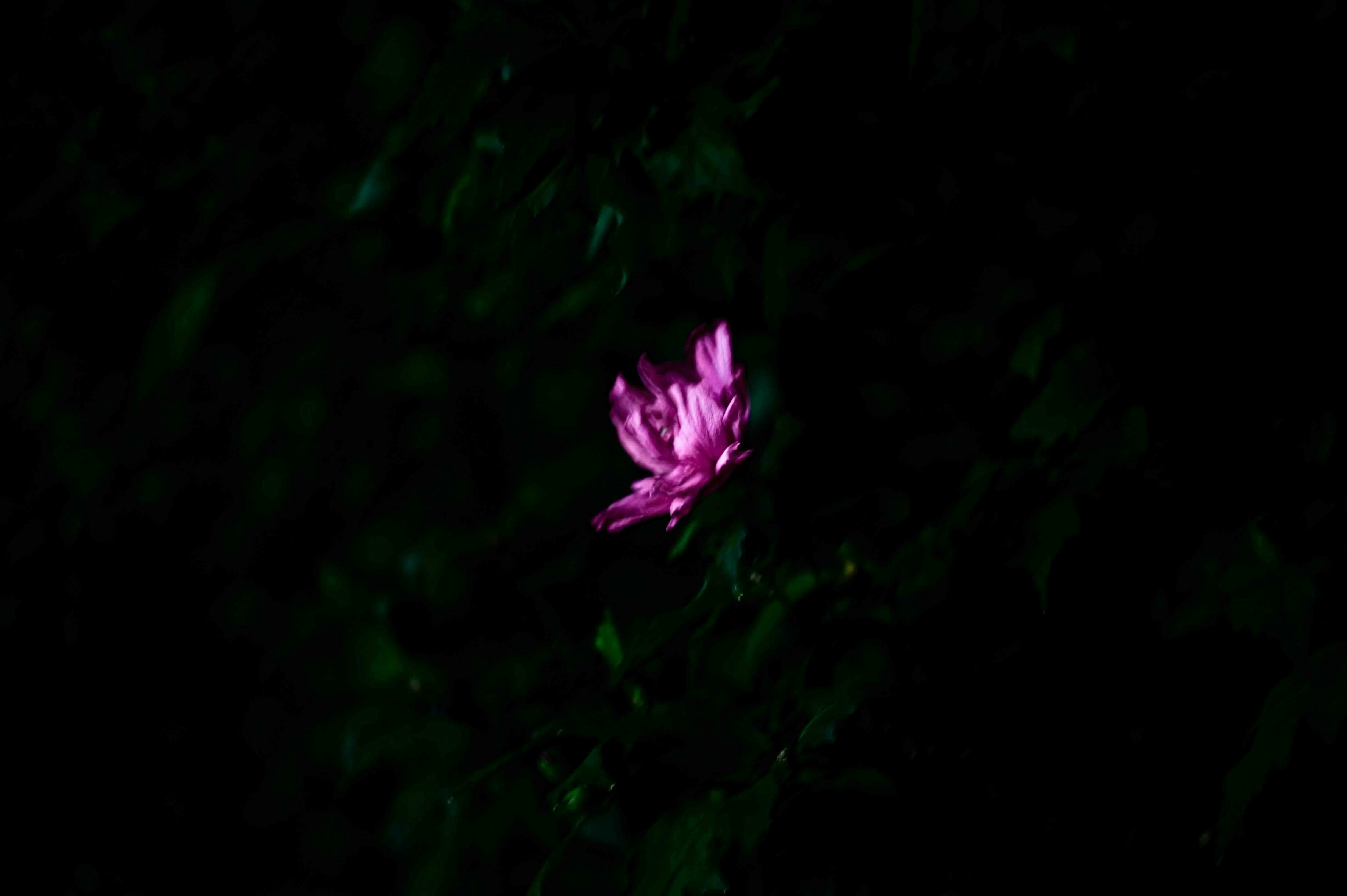 暗い森の中で光る紫の花