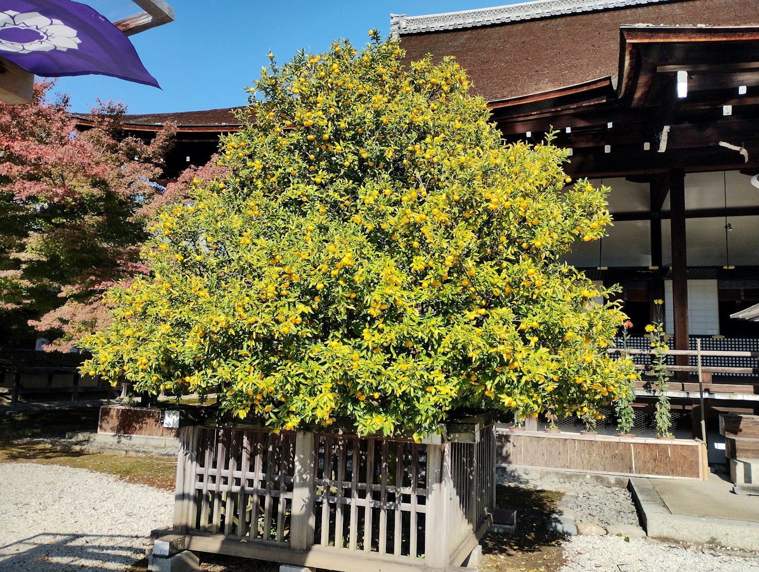 一幅风景，特色是有美丽黄色叶子的树和一座传统建筑