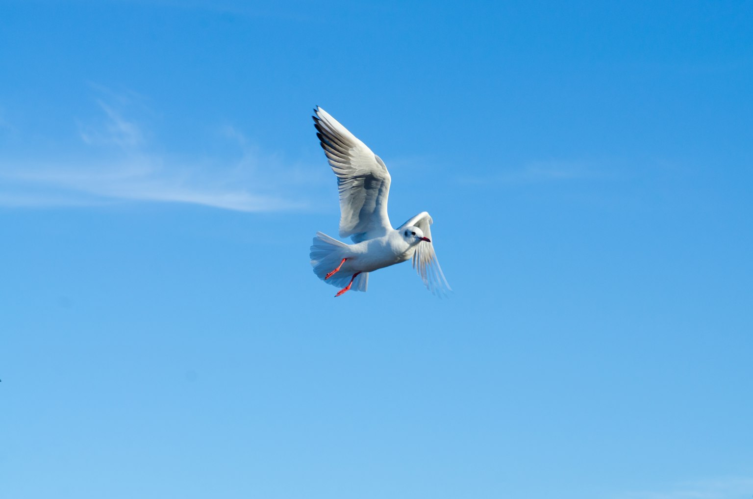 Una paloma blanca volando contra un cielo azul
