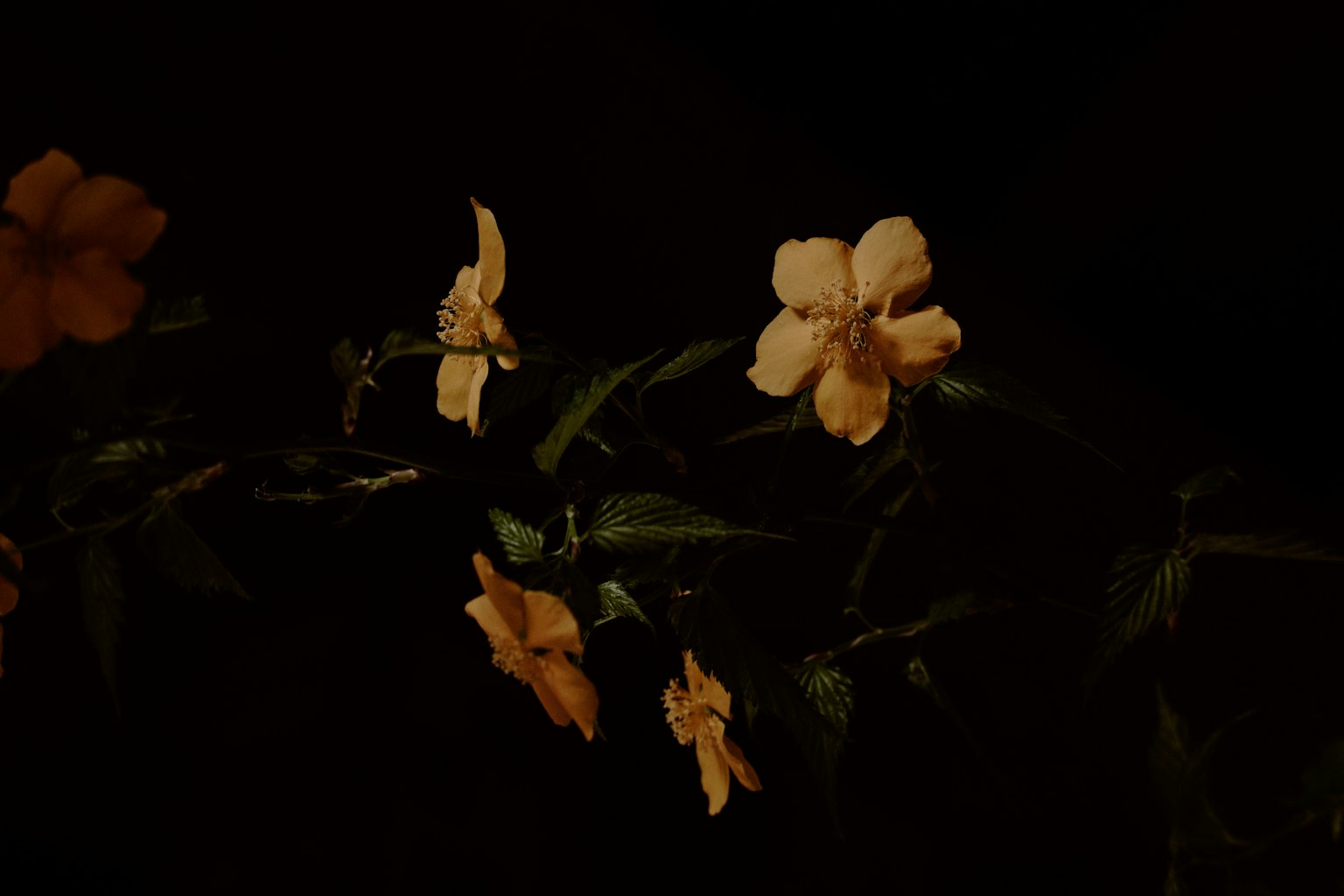 Una rama con flores amarillas sobre un fondo oscuro