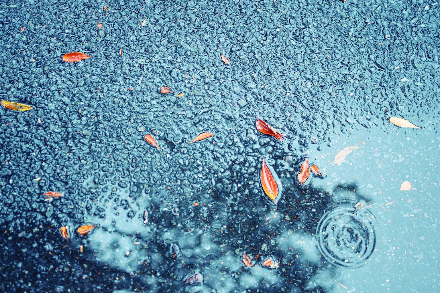 Puddle with floating red leaves and ripples on blue asphalt