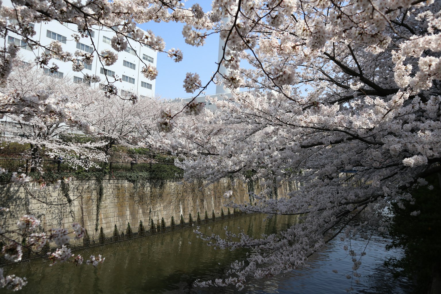 Árboles de cerezo en flor a lo largo de un río sereno