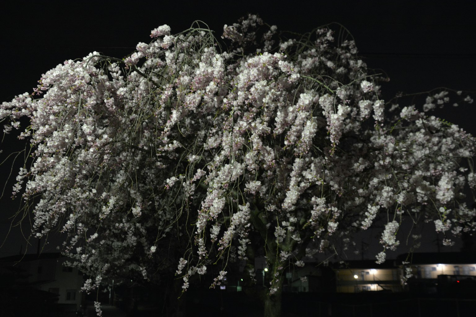 A tree in full bloom with white flowers at night