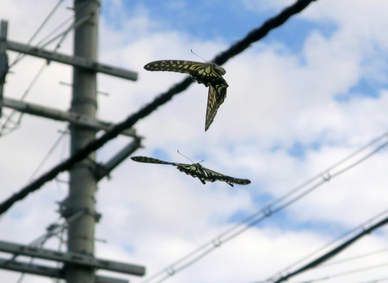 Deux papillons volant sous un ciel bleu avec des lignes électriques